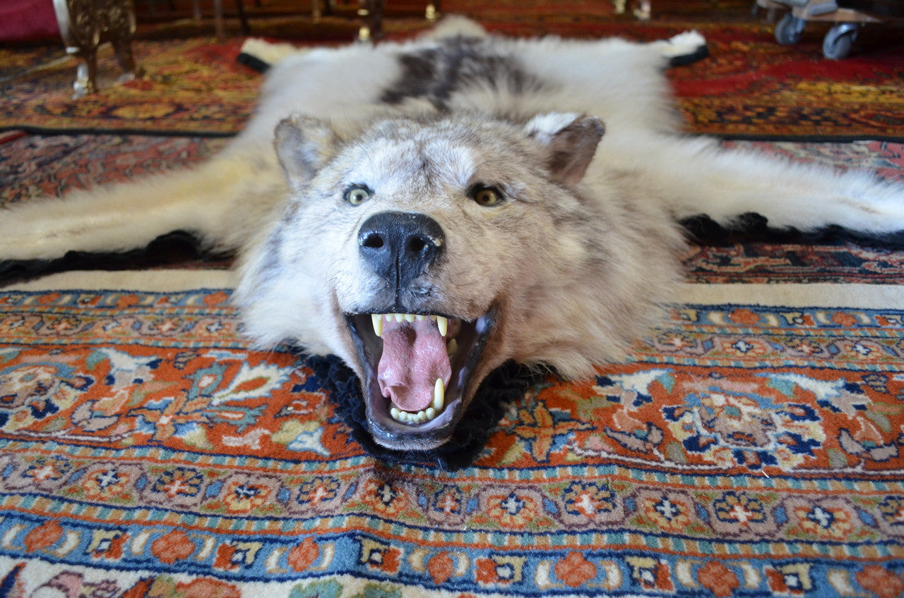 Elevate Your Home Decor with a Vintage Grind House Antique Taxidermy Timber Wolf Rug