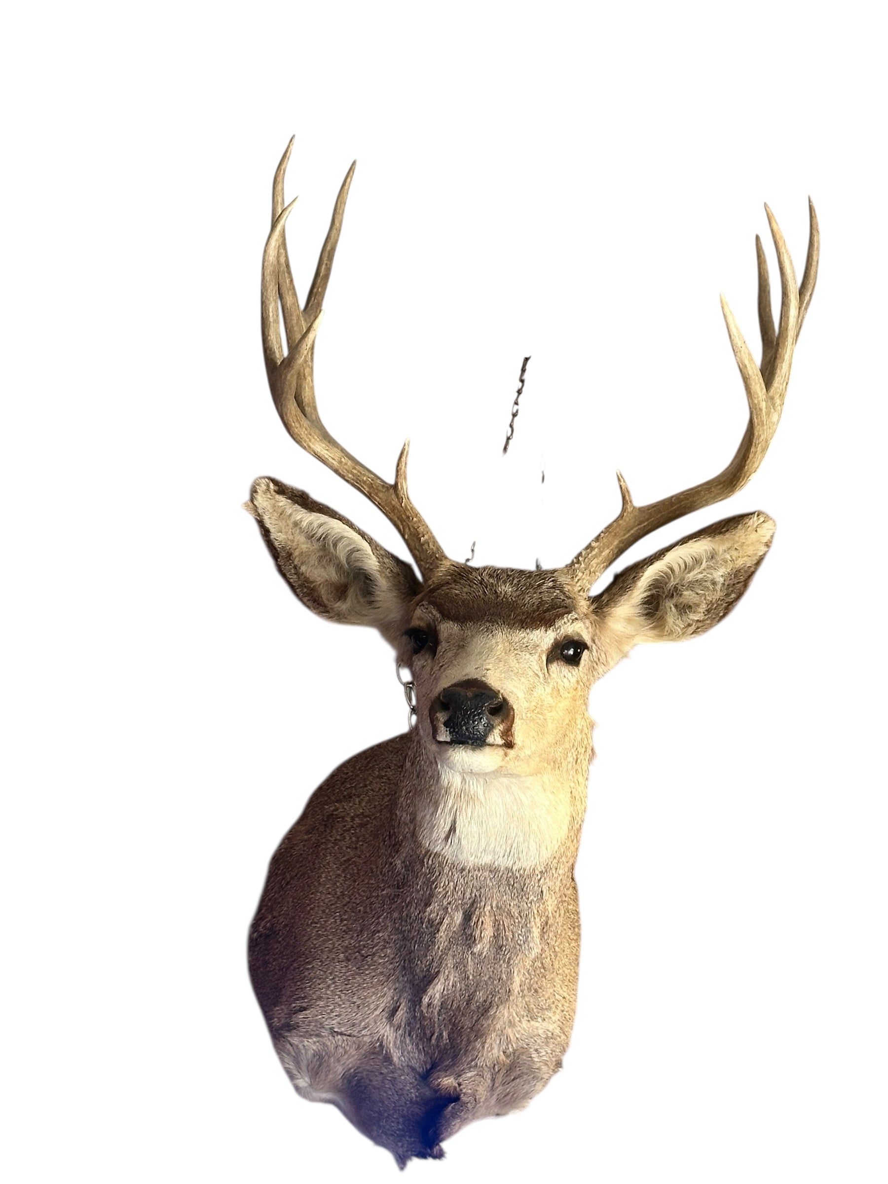 Vintage Mule Deer Taxidermy Shoulder Mount