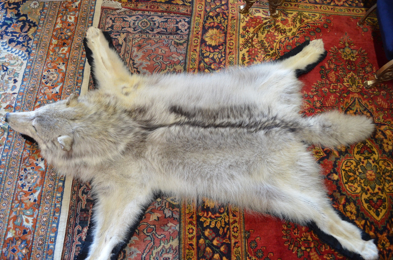 Antique Taxidermy Timber Wolf Rug