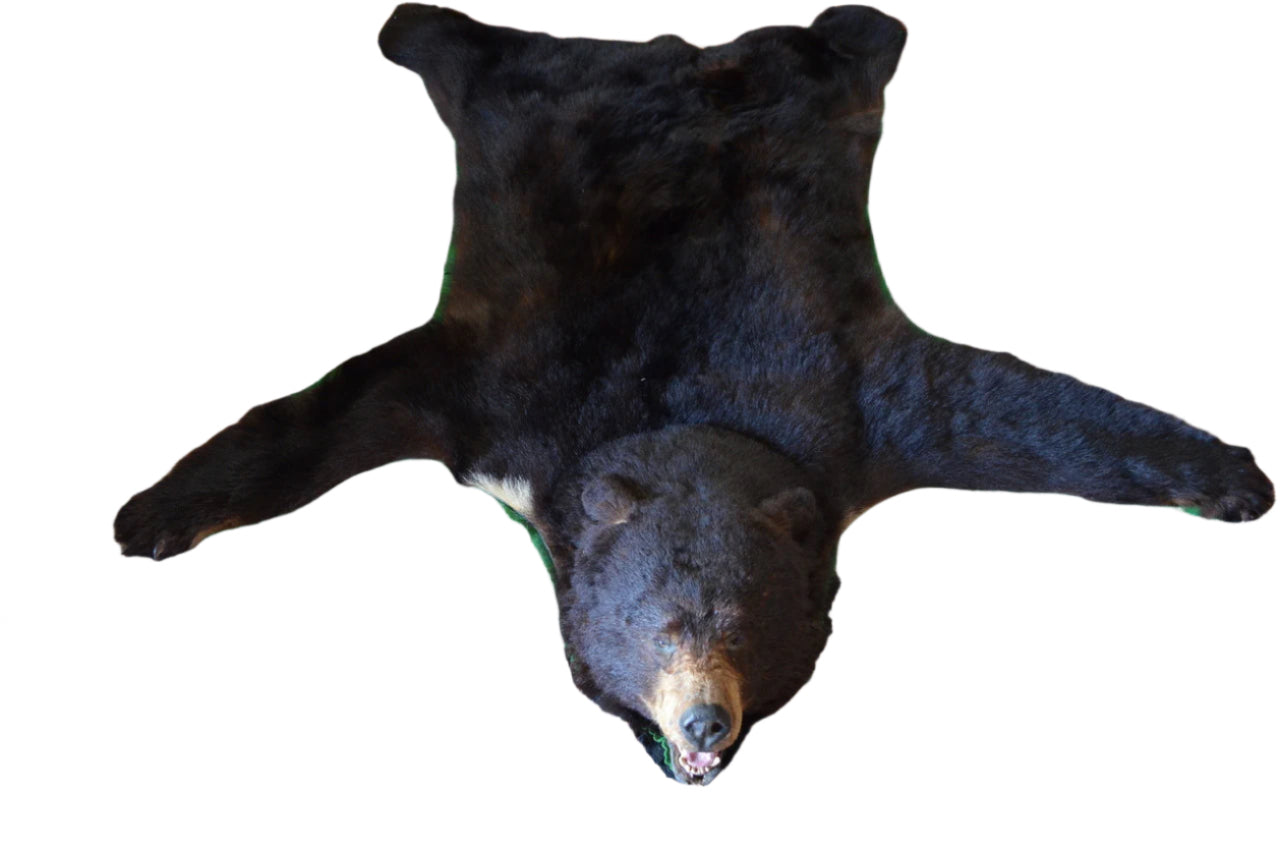 Vintage Taxidermy Bear Rug
