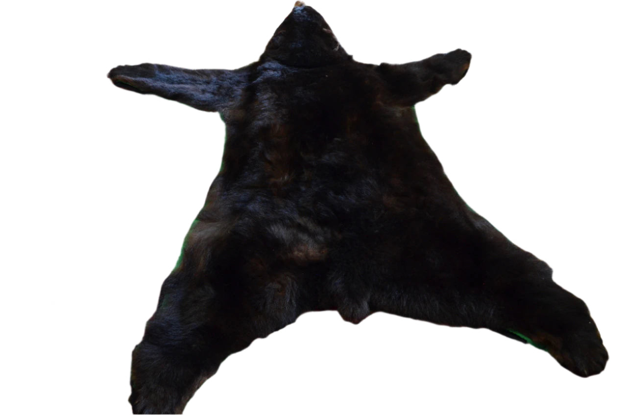 Vintage Taxidermy Bear Rug
