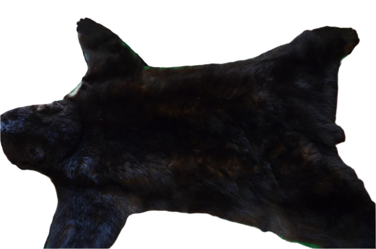 Vintage Taxidermy Bear Rug