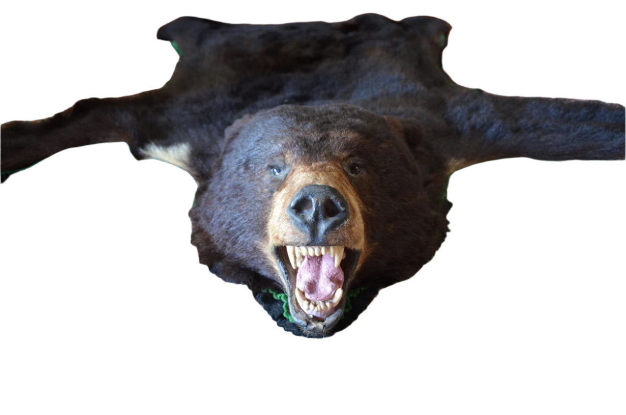 Vintage Taxidermy Bear Rug