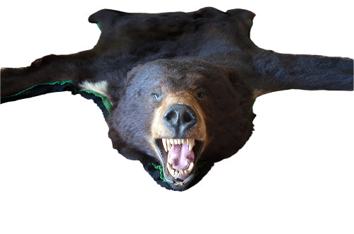 Vintage Taxidermy Bear Rug