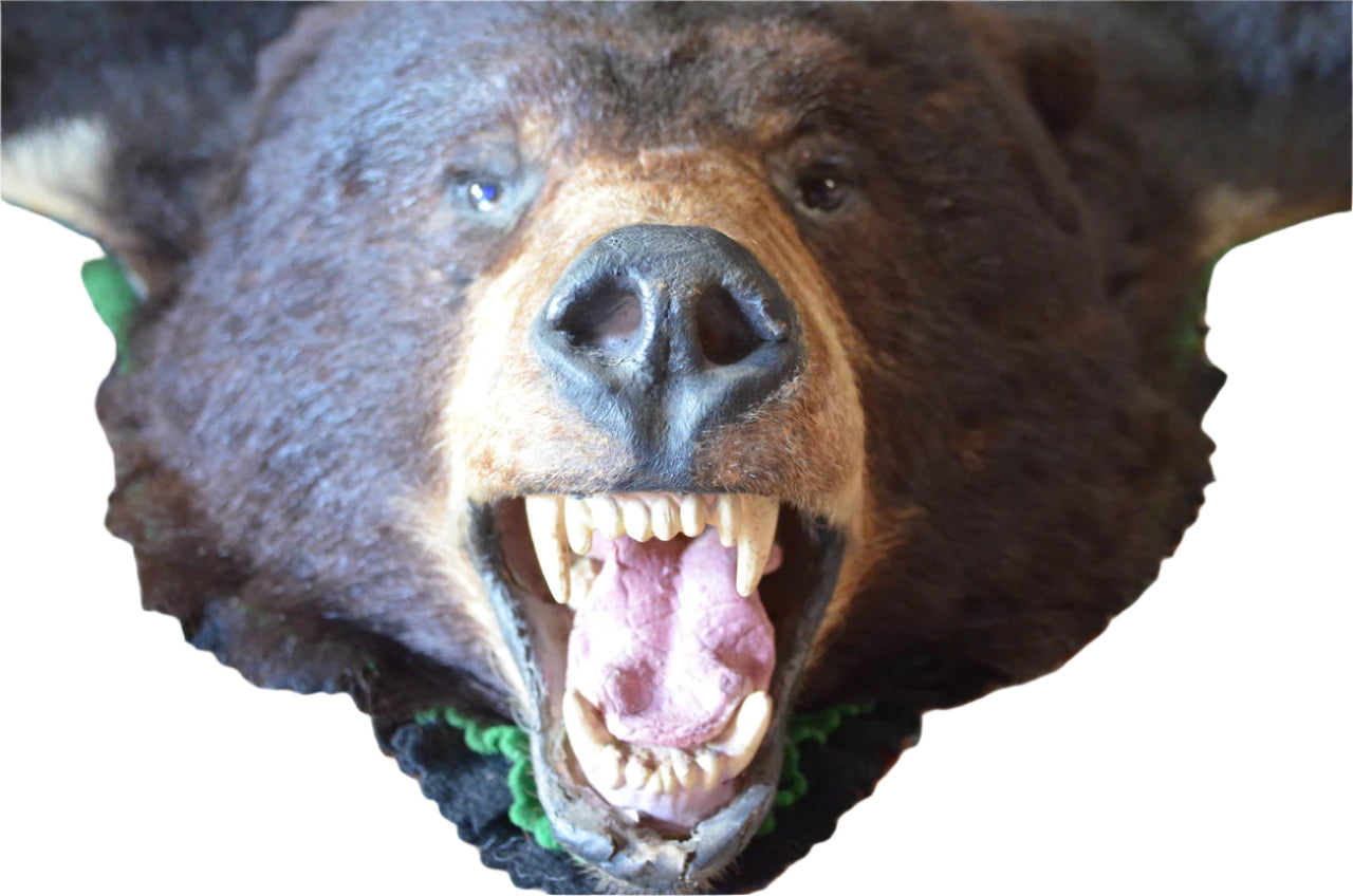 Vintage Taxidermy Bear Rug
