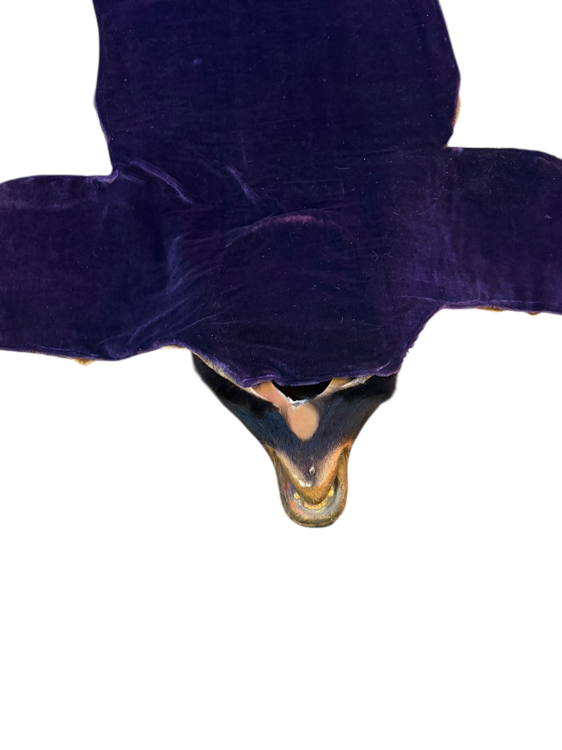 Vintage Taxidermy Bear Rug