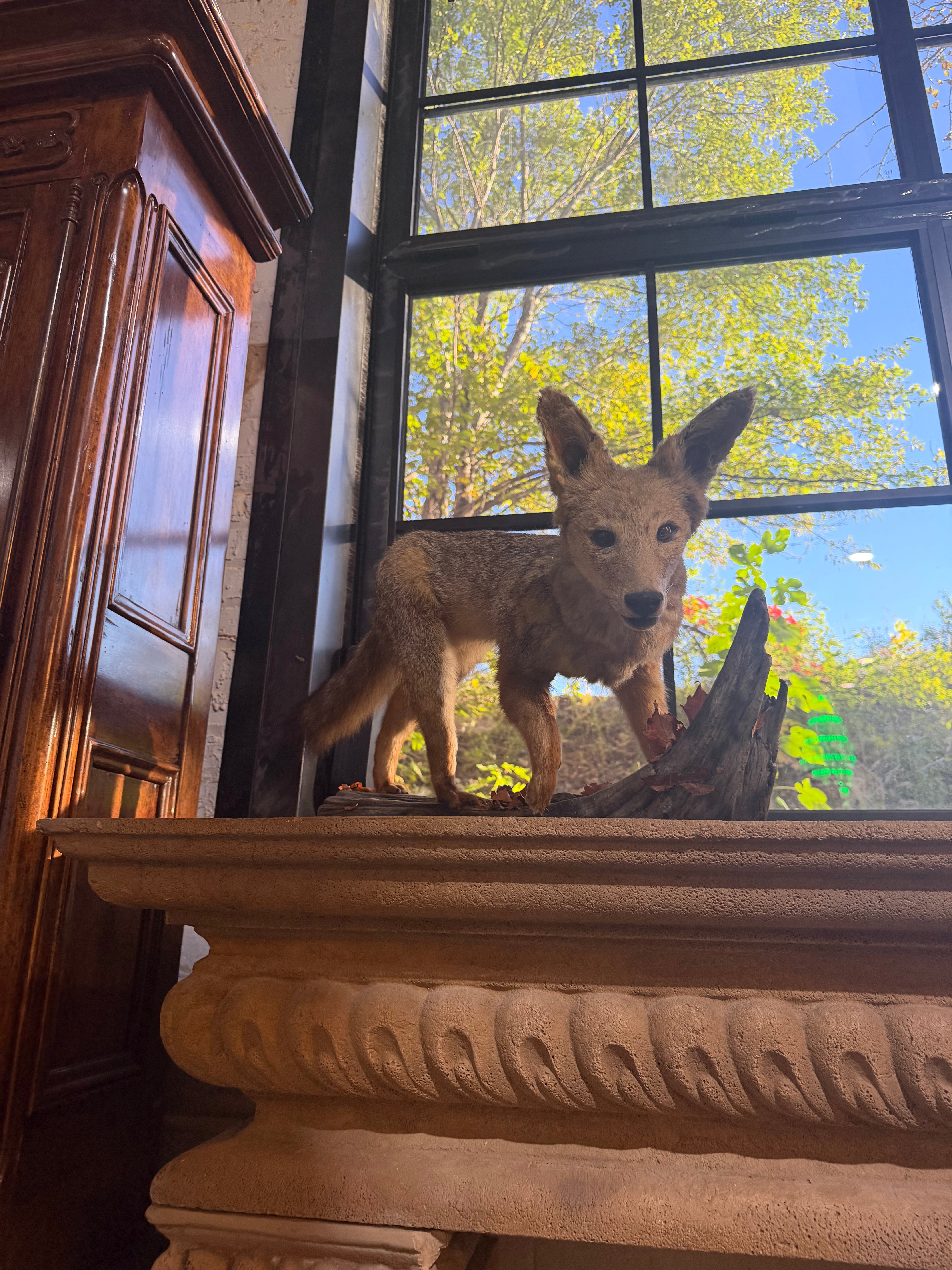 Antique Full Red Fox Taxidermy