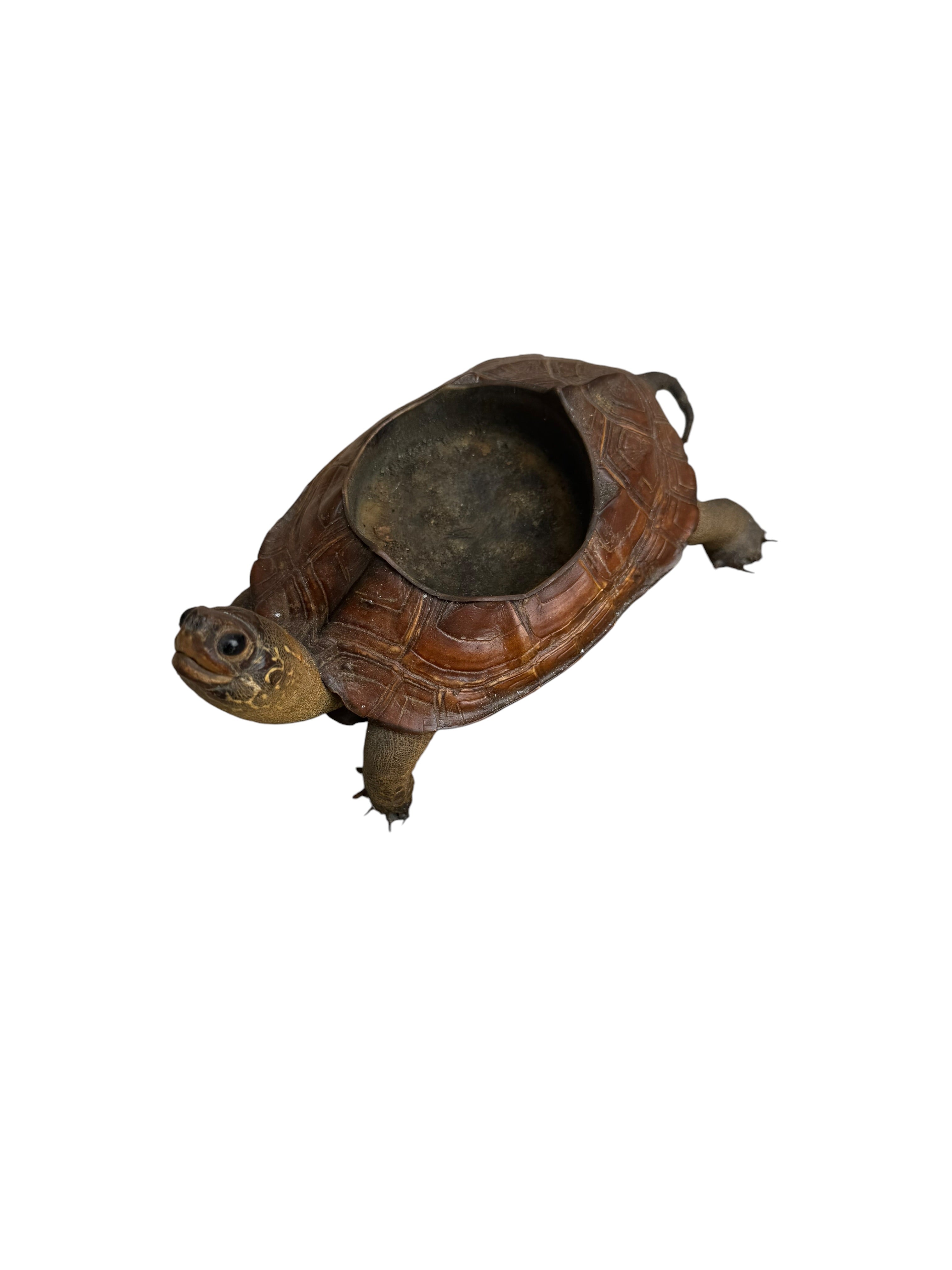 Antique Taxidermy Tortoise Shell Ashtray