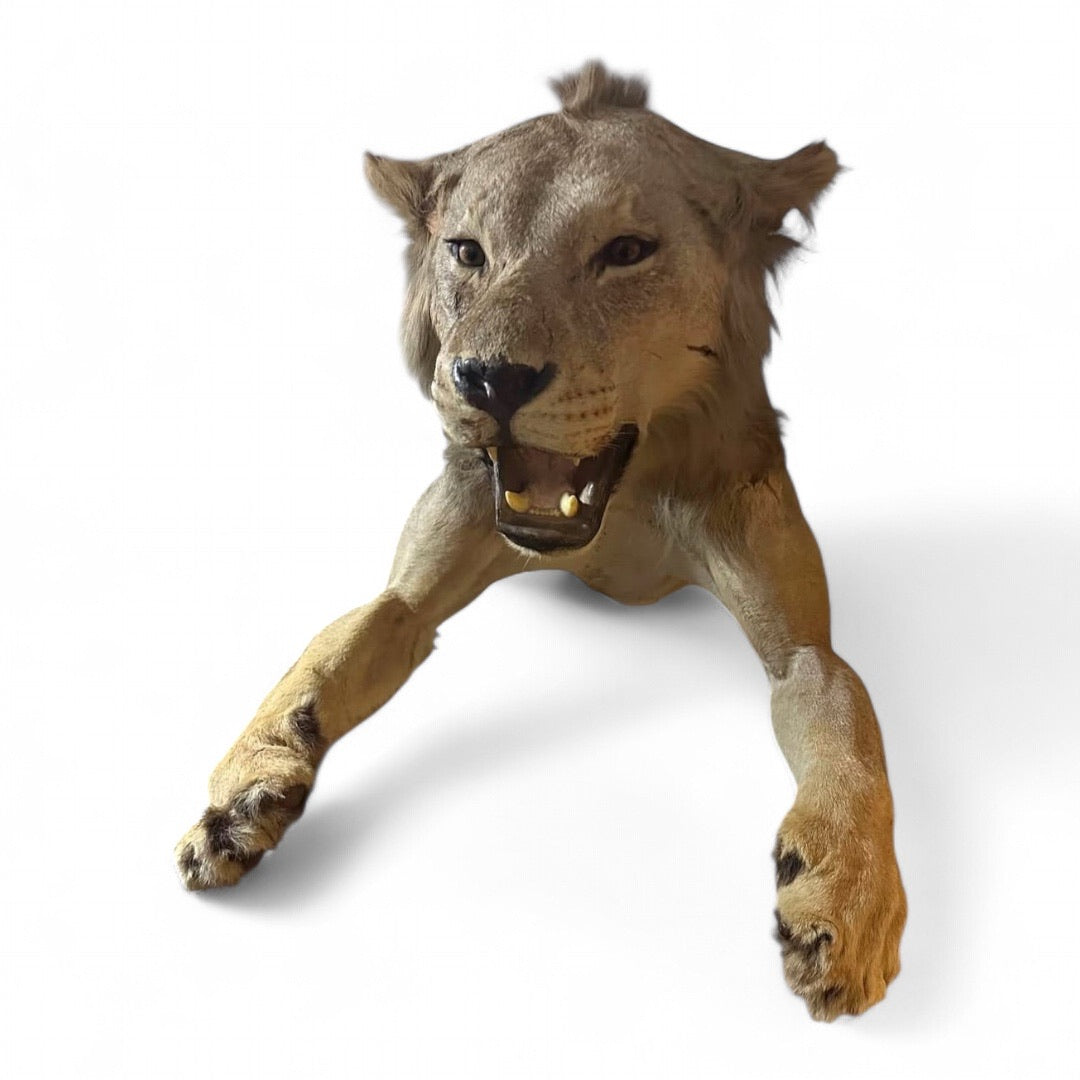 Vintage African Lion Half-Body Wall Mount