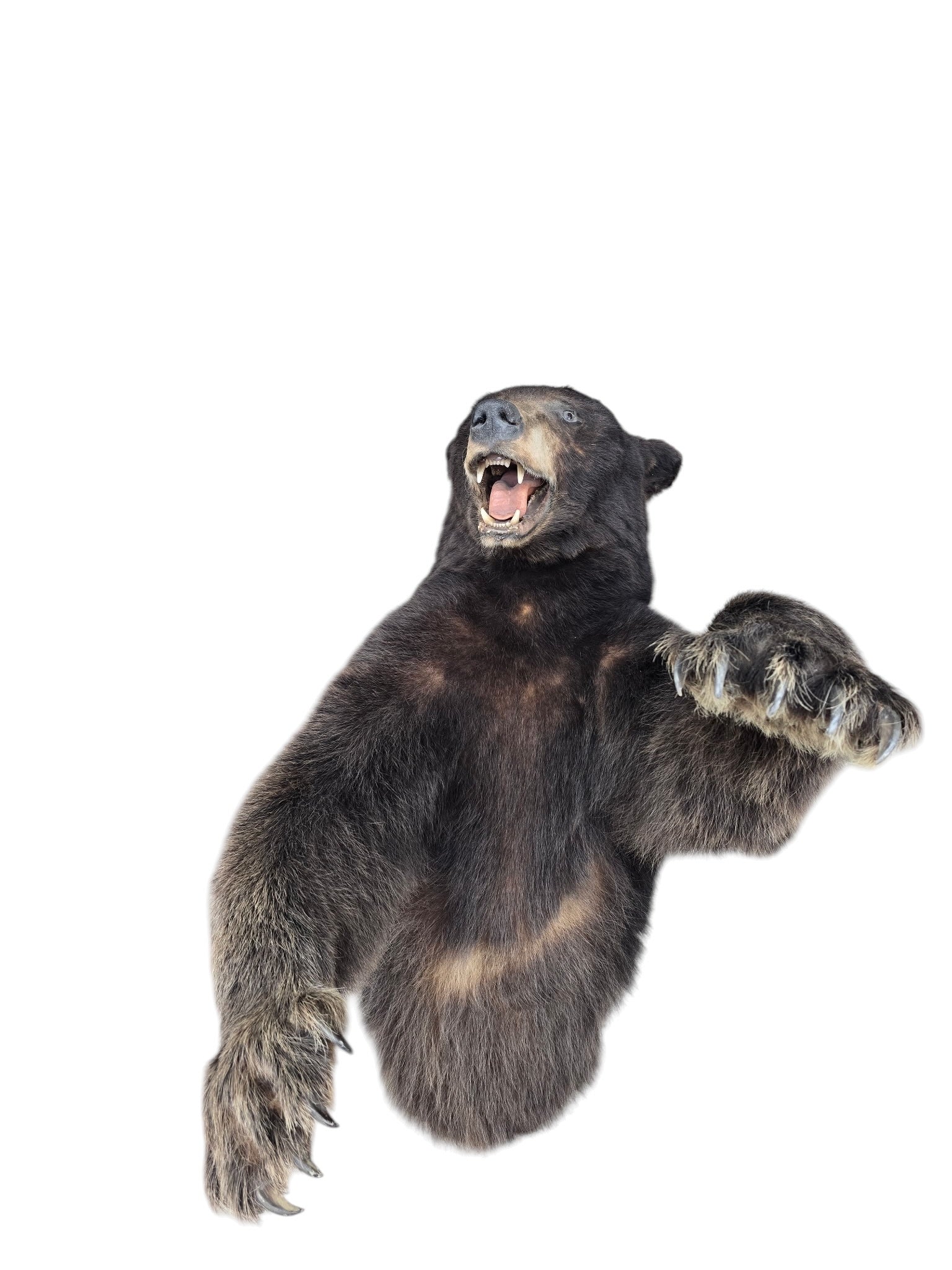 Vintage Taxidermy Bear