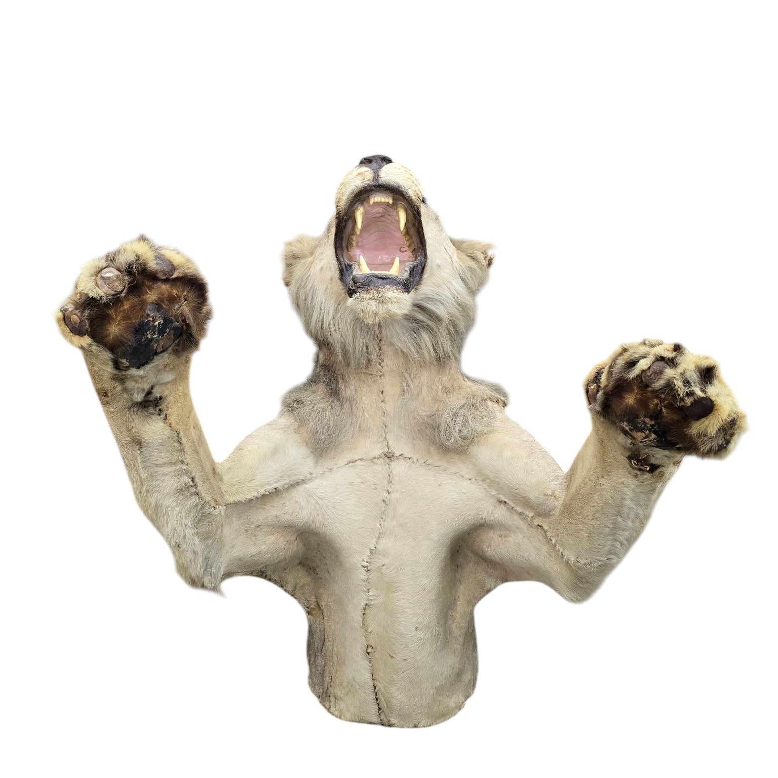 Vintage African Lion Half-Body Wall Mount