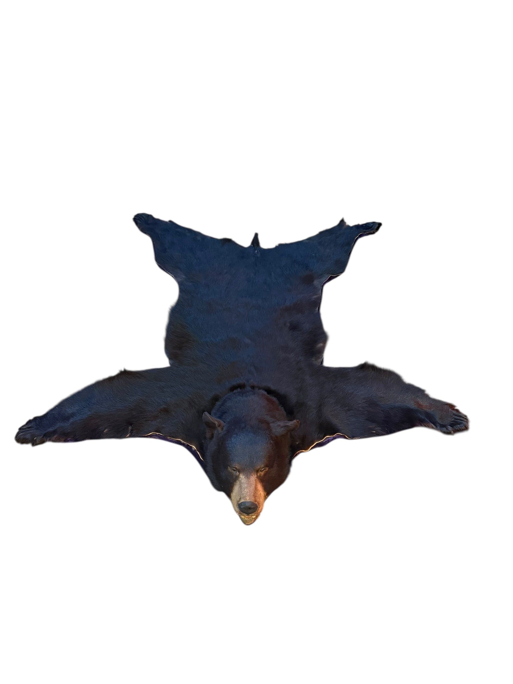 Vintage Taxidermy Bear Rug