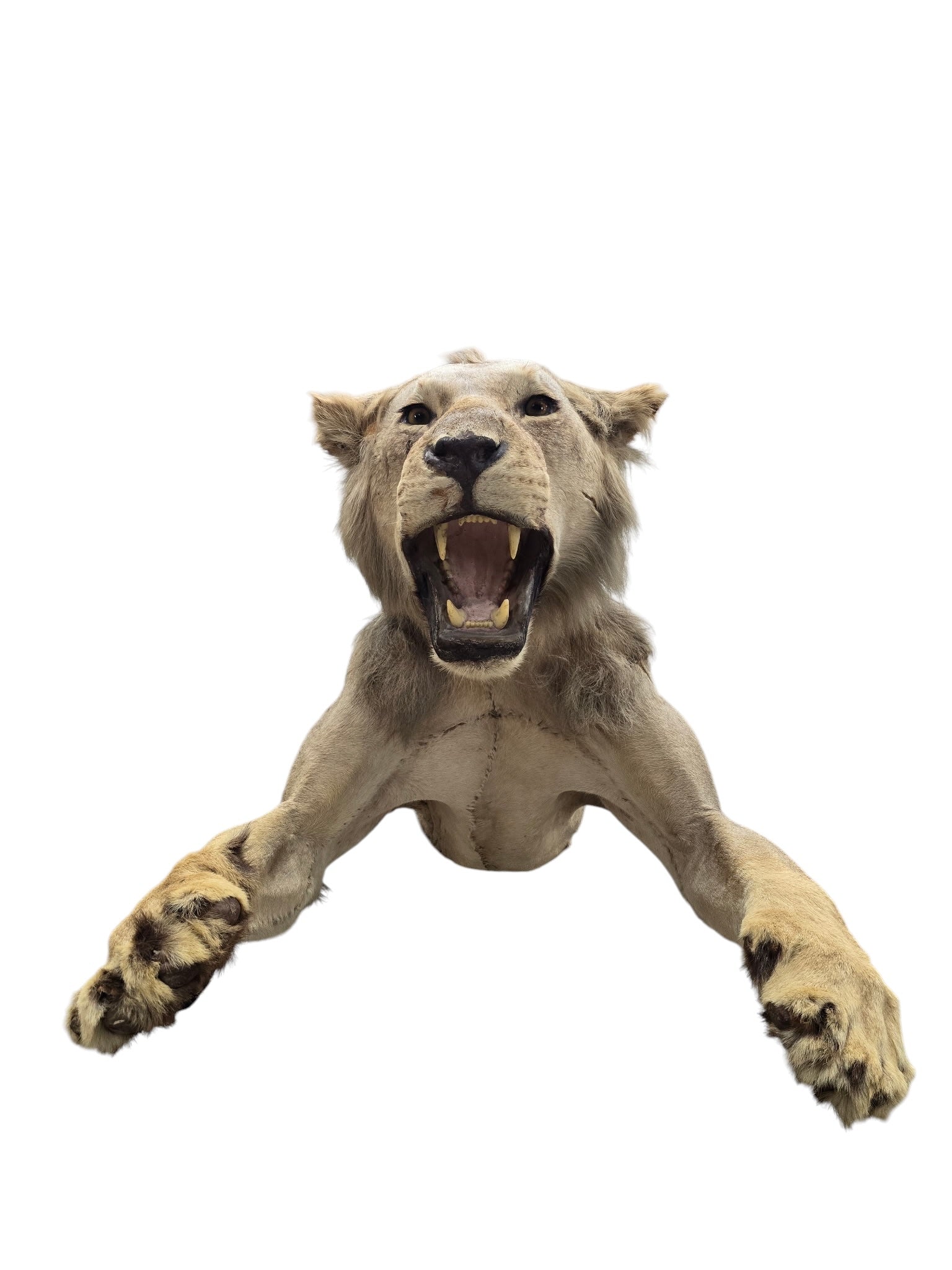 Vintage African Lion Half-Body Wall Mount