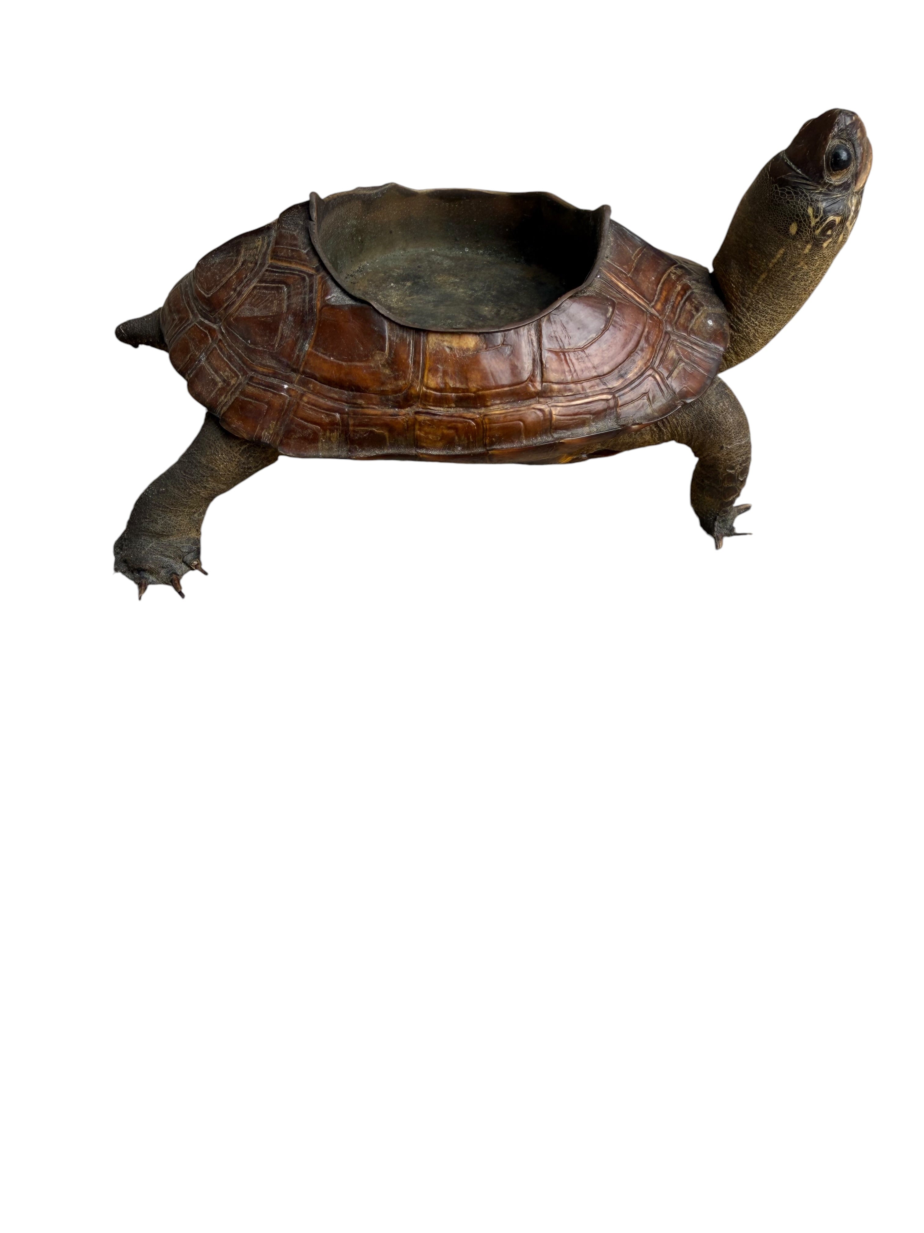Antique Taxidermy Tortoise Shell Ashtray