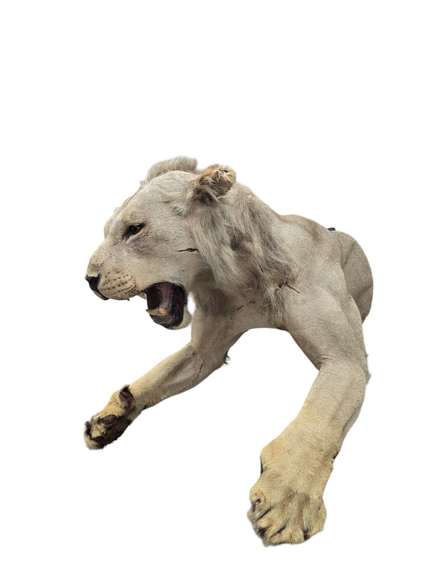 Vintage African Lion Half-Body Wall Mount