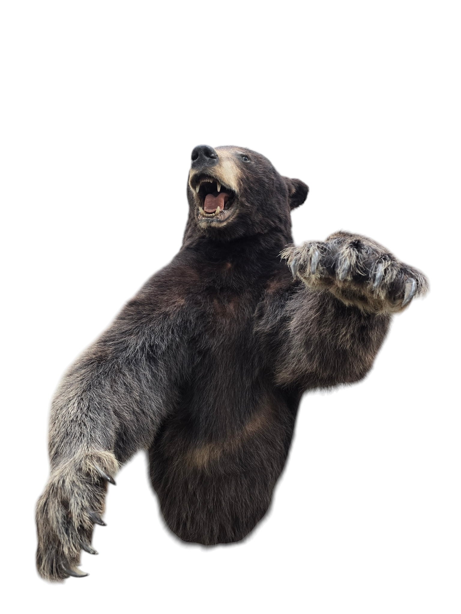 Vintage Taxidermy Bear