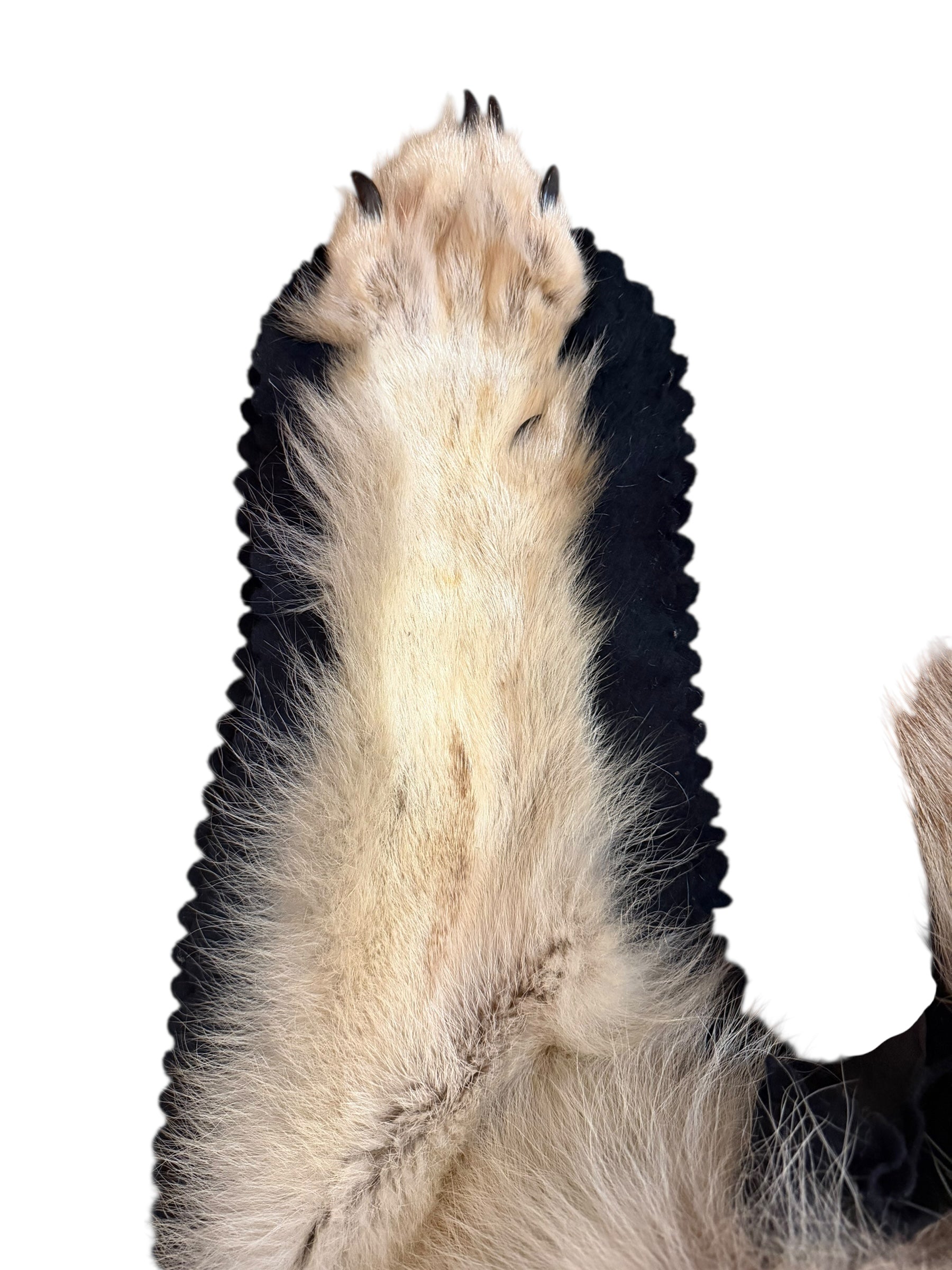 Antique Taxidermy Timber Wolf Rug