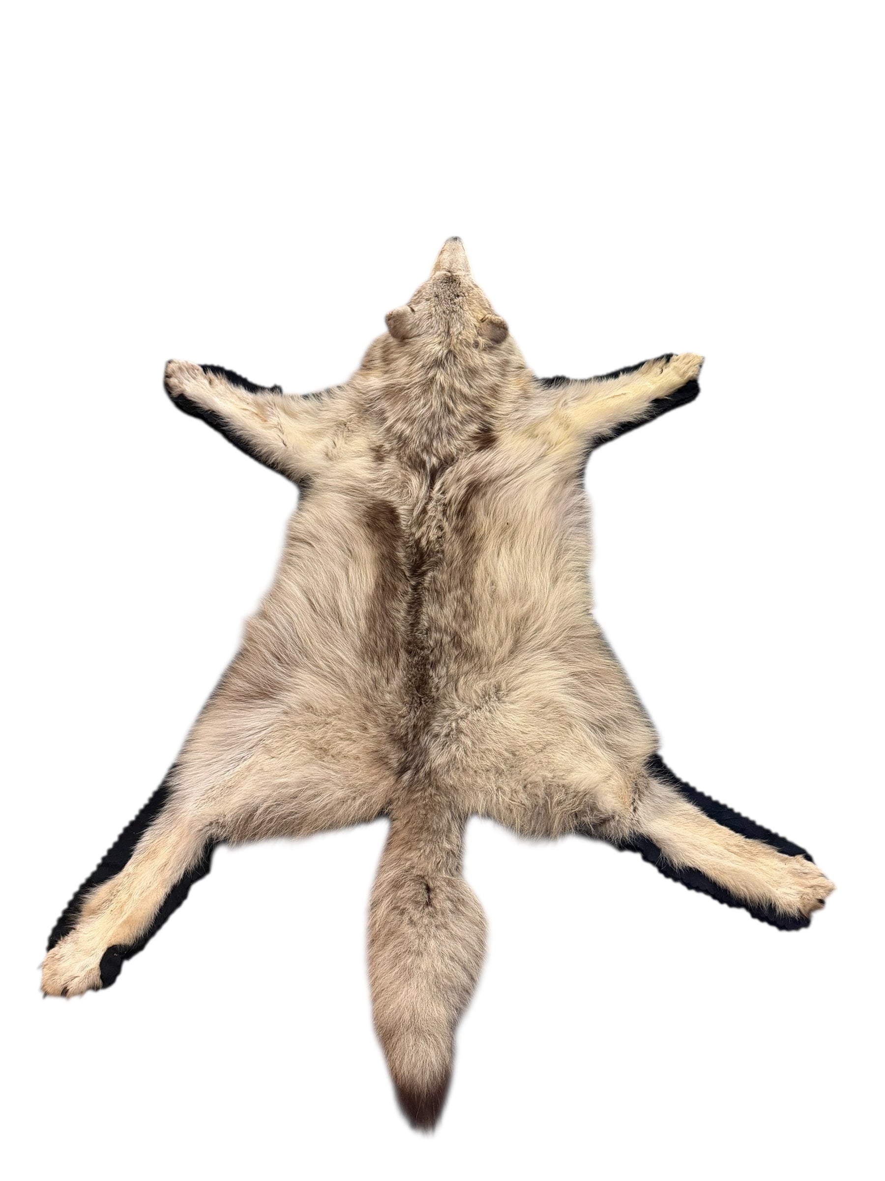 Antique Taxidermy Timber Wolf Rug