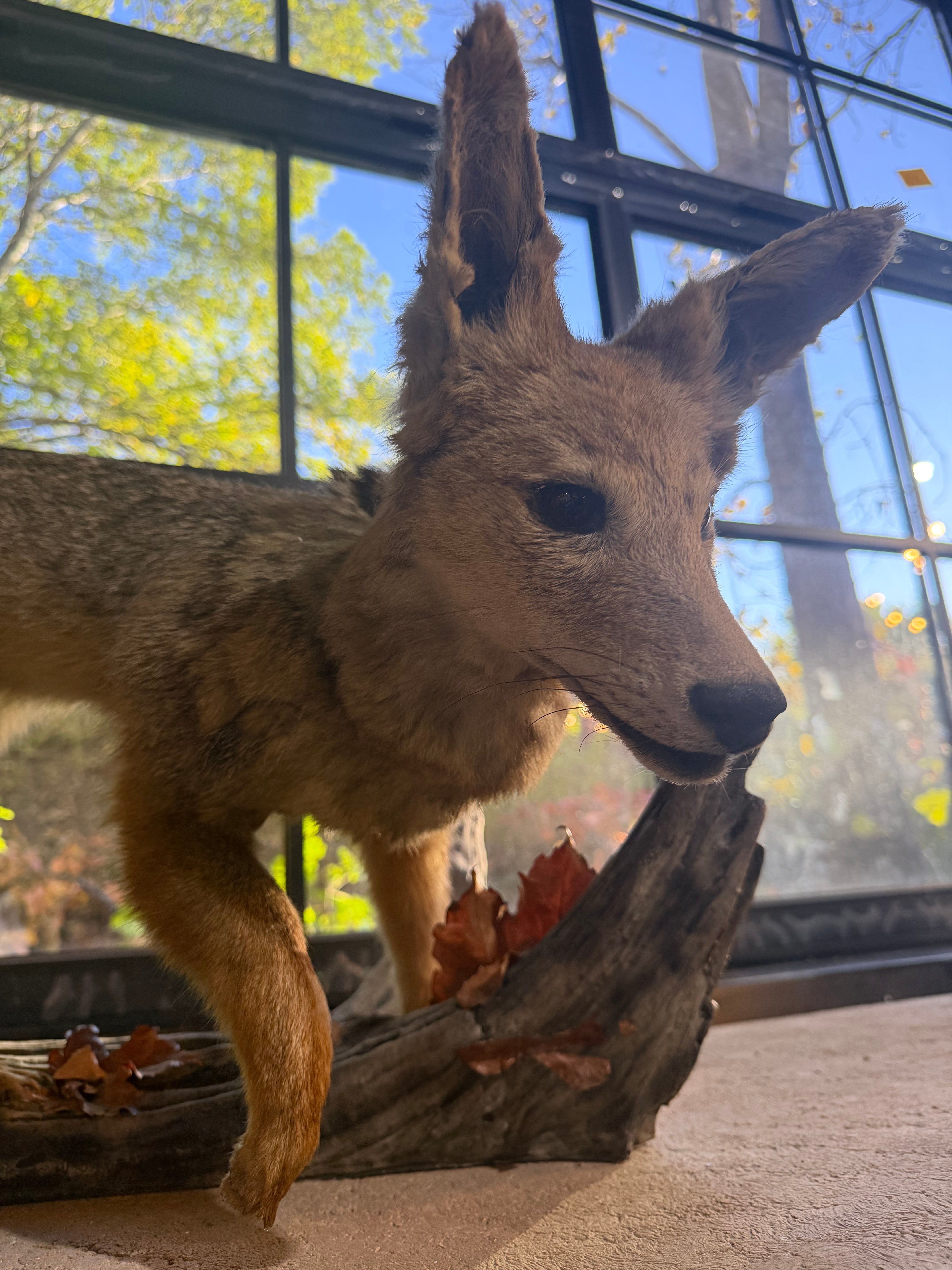 Antique Full Red Fox Taxidermy