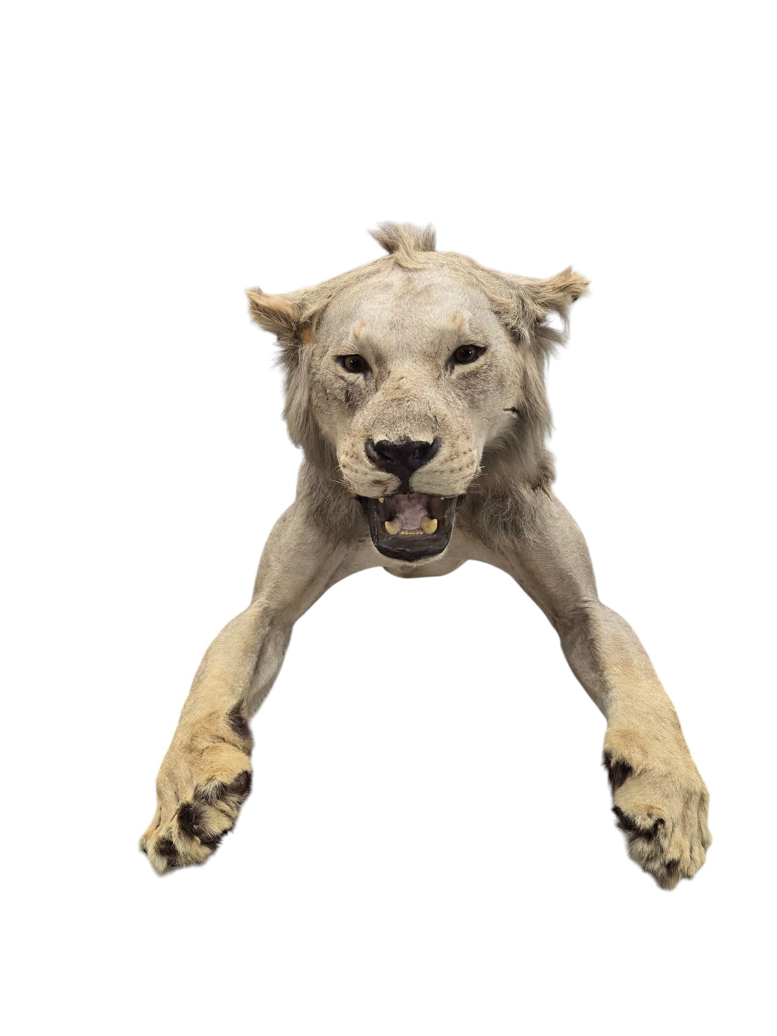 Vintage African Lion Half-Body Wall Mount