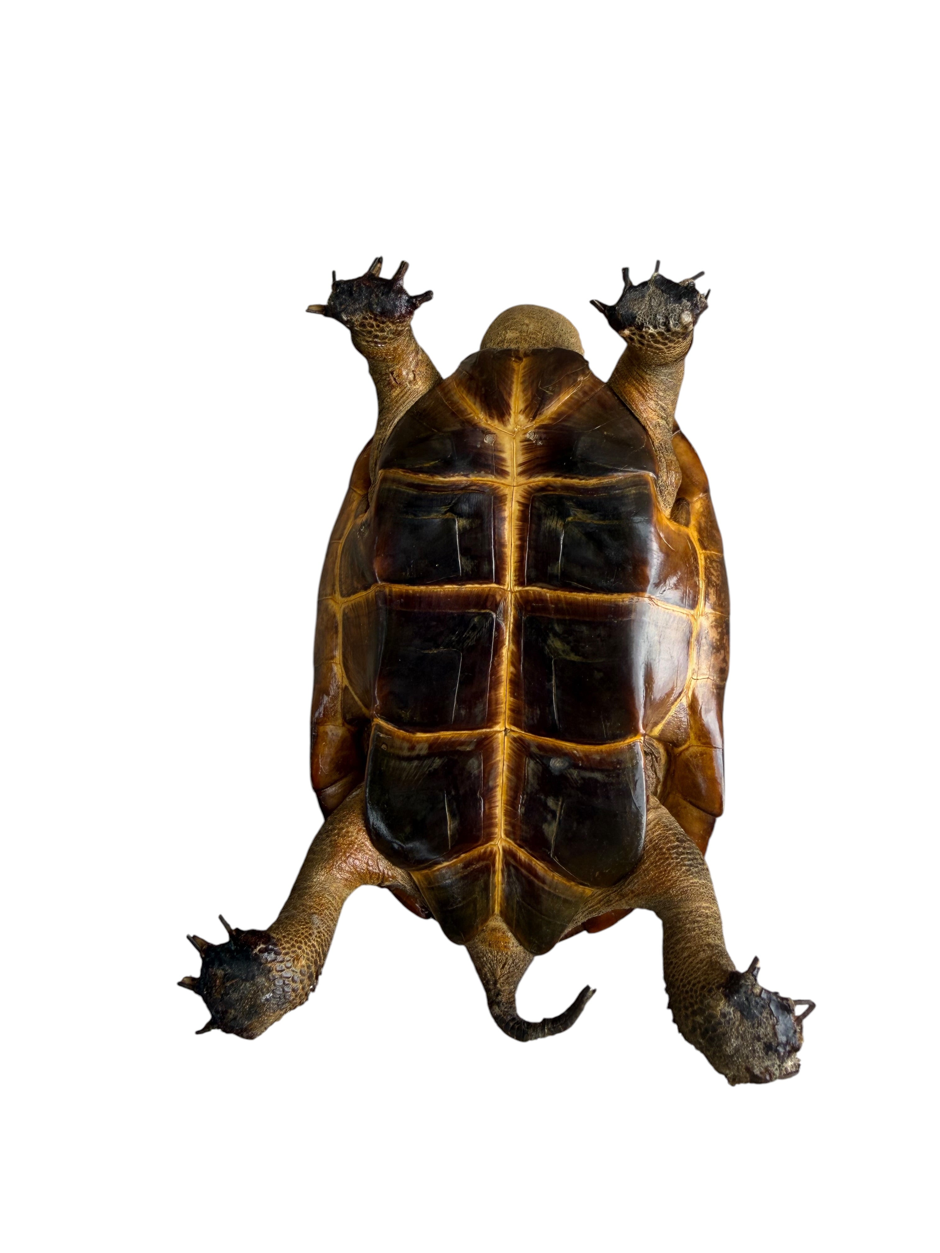 Antique Taxidermy Tortoise Shell Ashtray