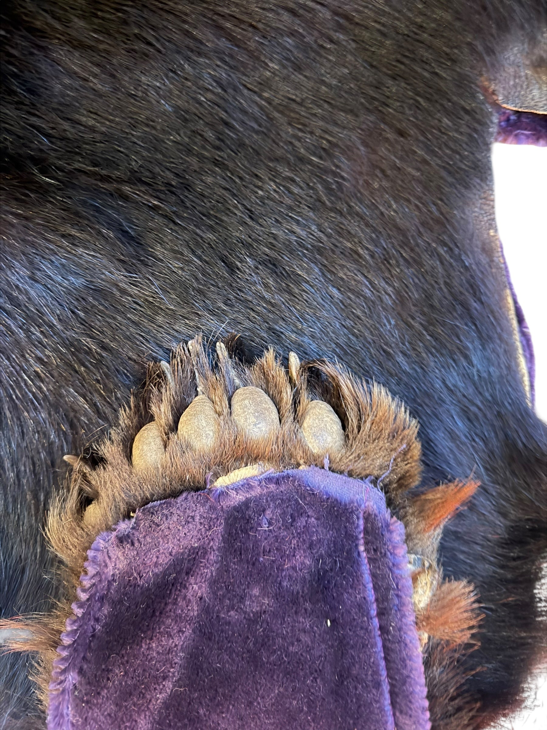 Vintage Taxidermy Bear Rug