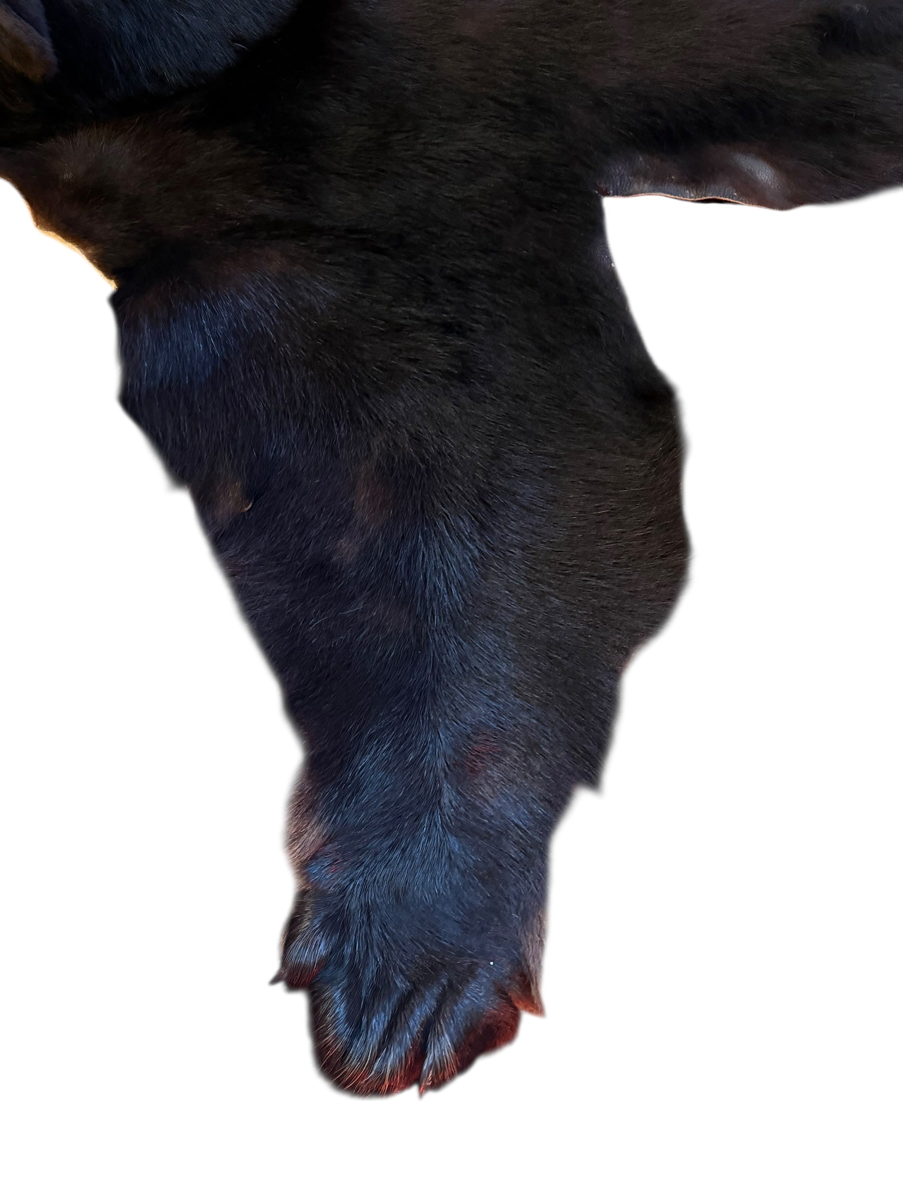 Vintage Taxidermy Bear Rug