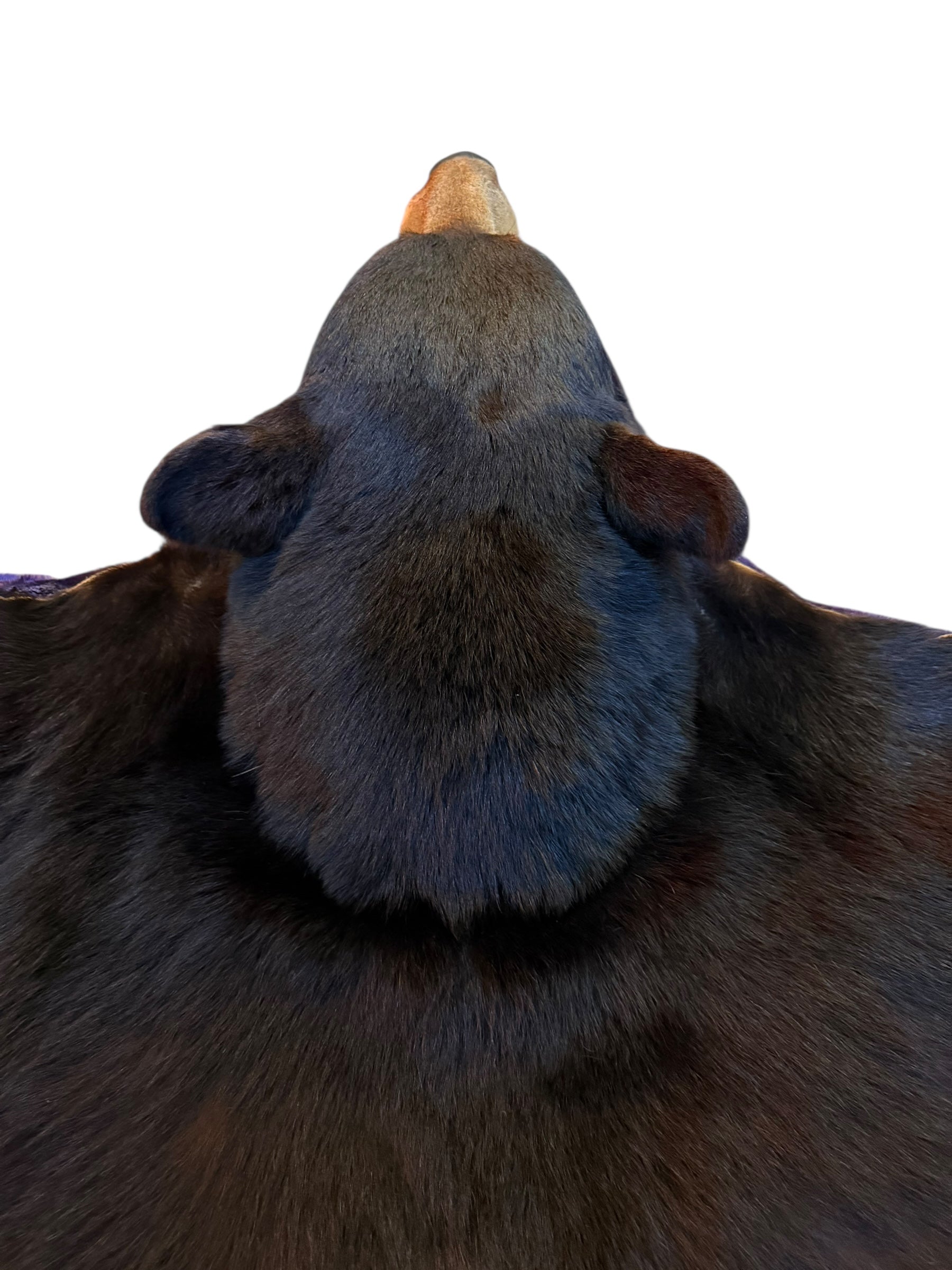 Vintage Taxidermy Bear Rug