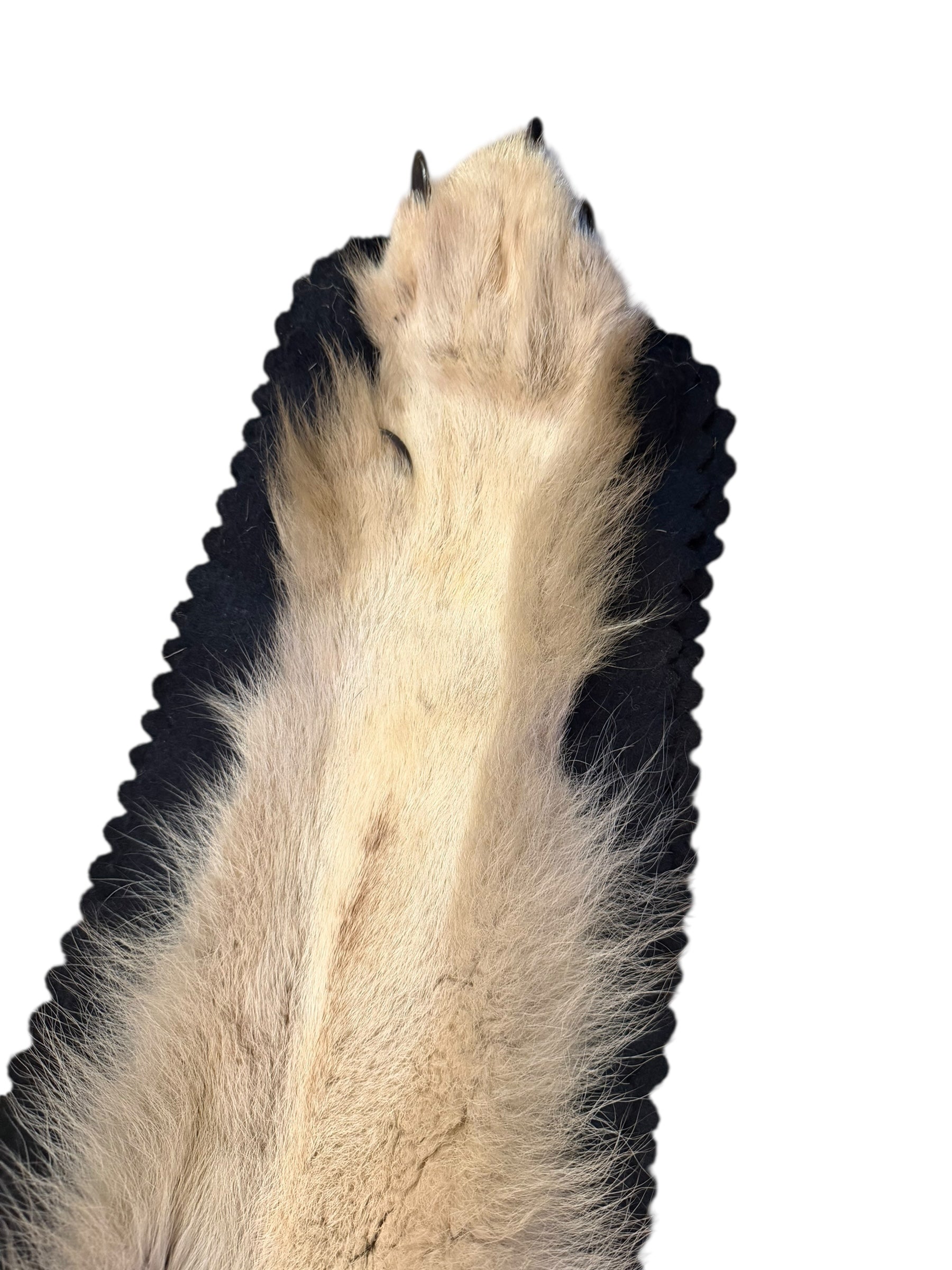 Antique Taxidermy Timber Wolf Rug