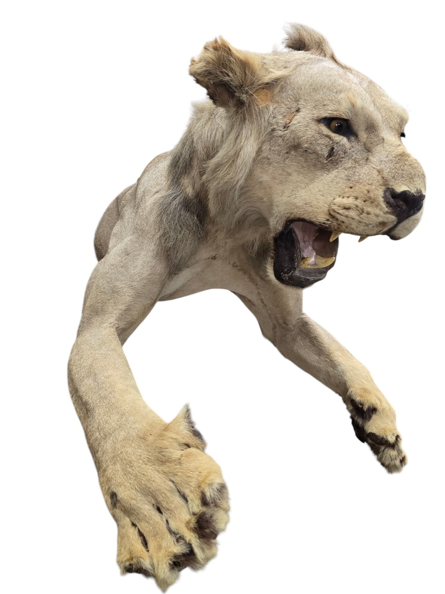 Vintage African Lion Half-Body Wall Mount