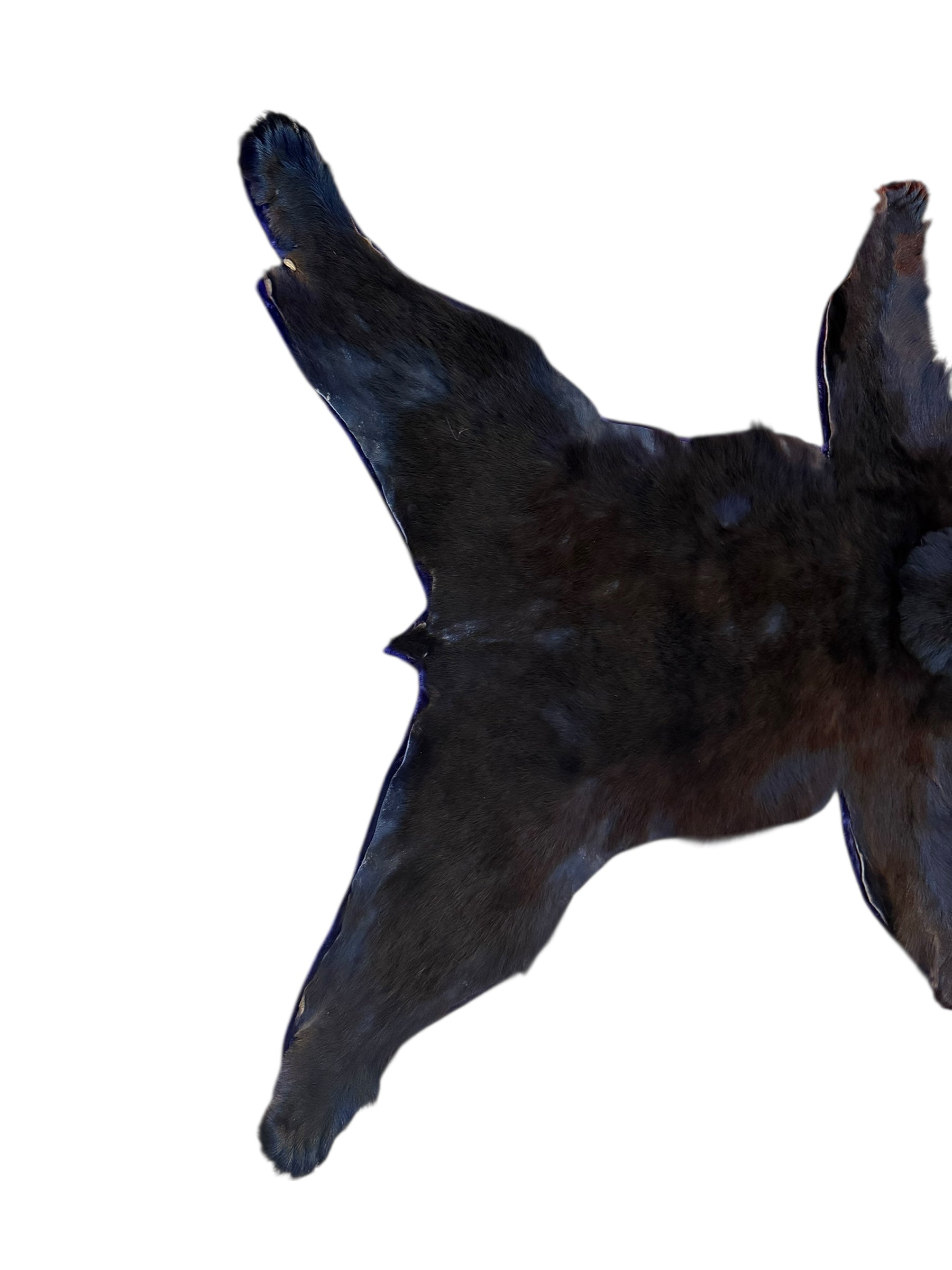 Vintage Taxidermy Bear Rug