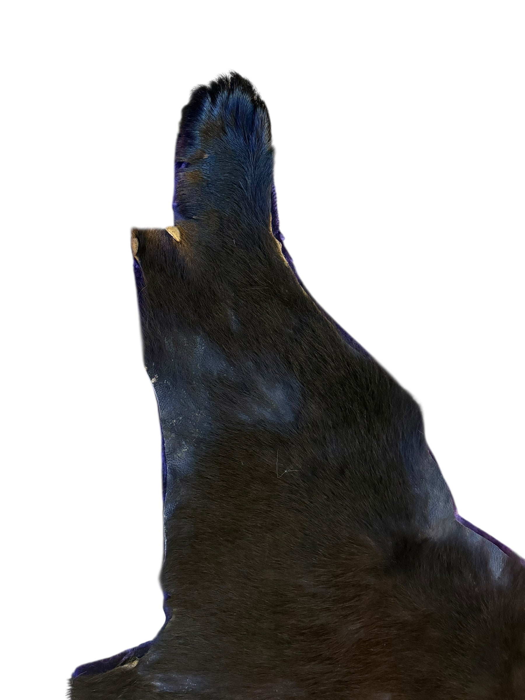 Vintage Taxidermy Bear Rug