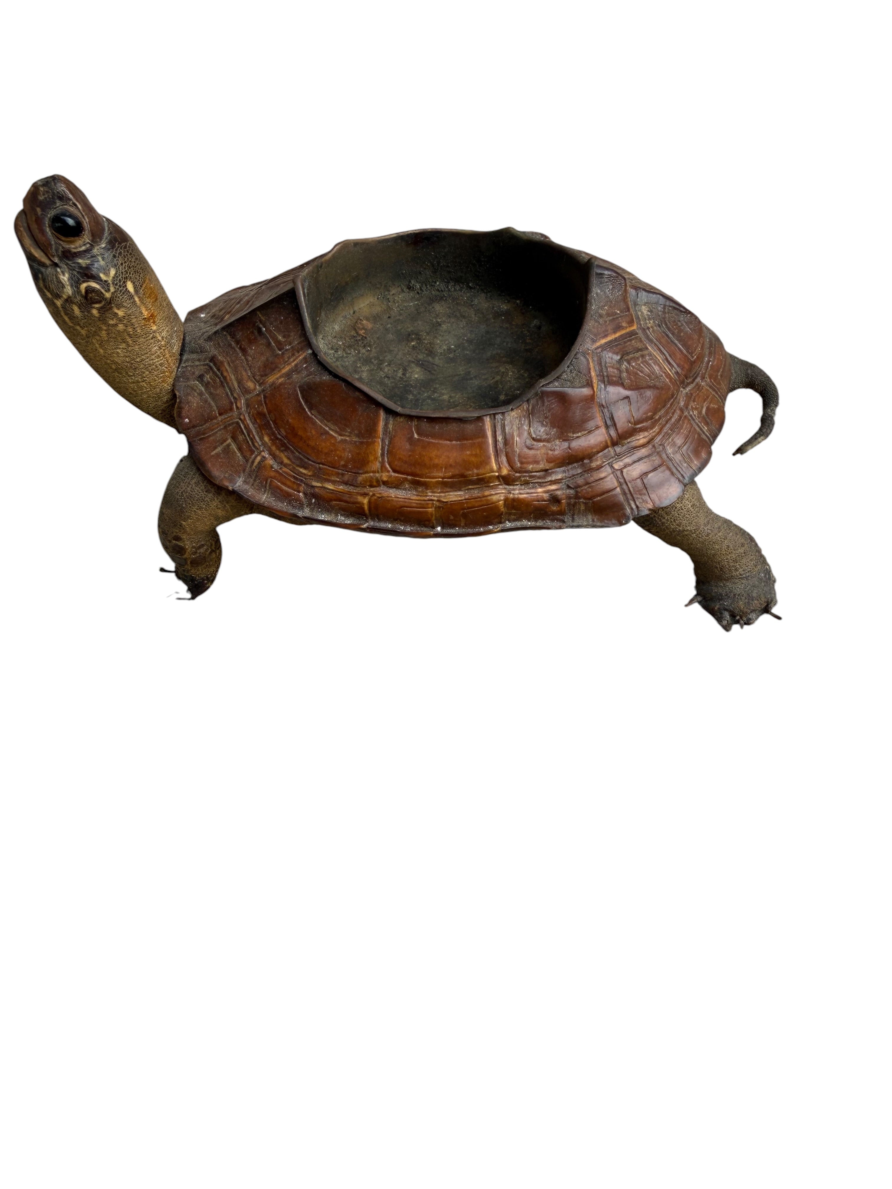 Antique Taxidermy Tortoise Shell Ashtray
