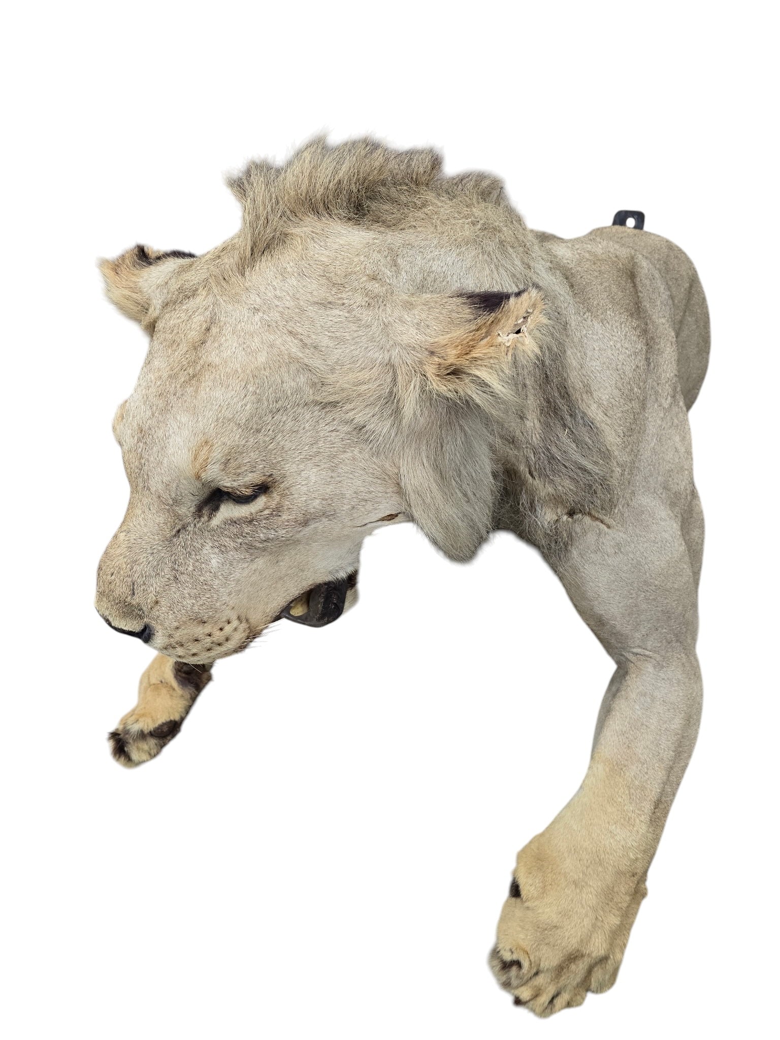 Vintage African Lion Half-Body Wall Mount