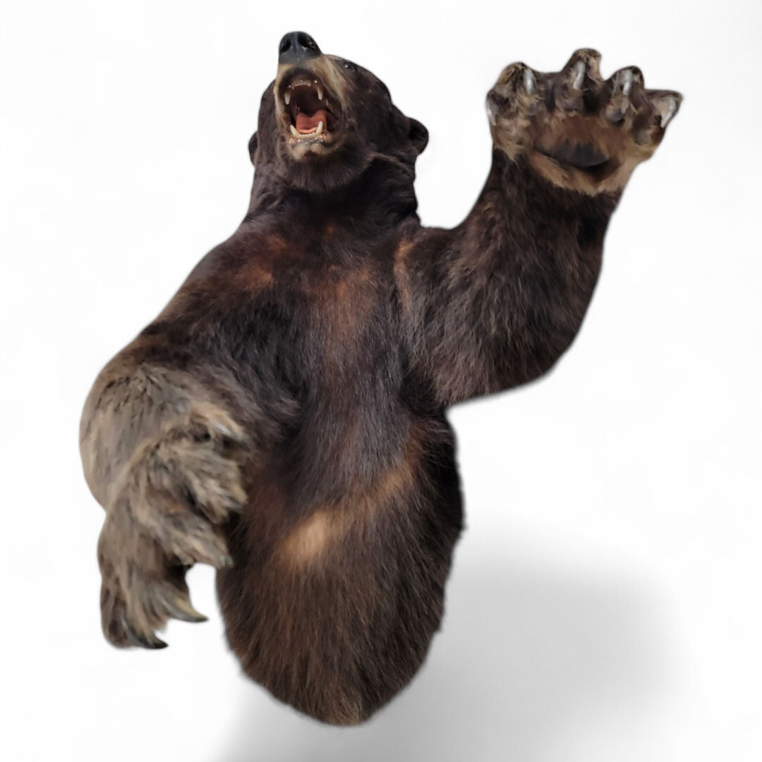 Vintage Taxidermy Bear