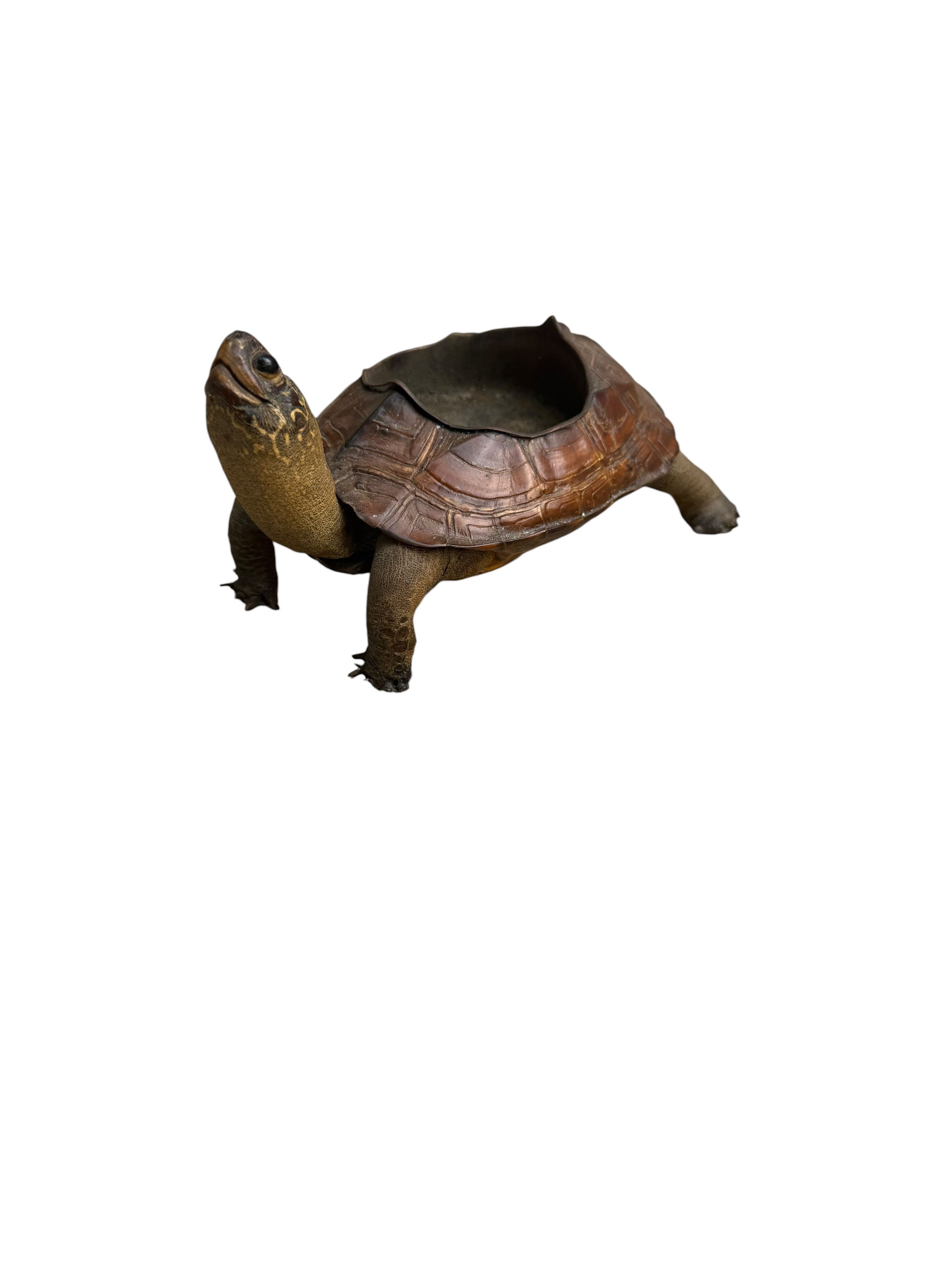 Antique Taxidermy Tortoise Shell Ashtray