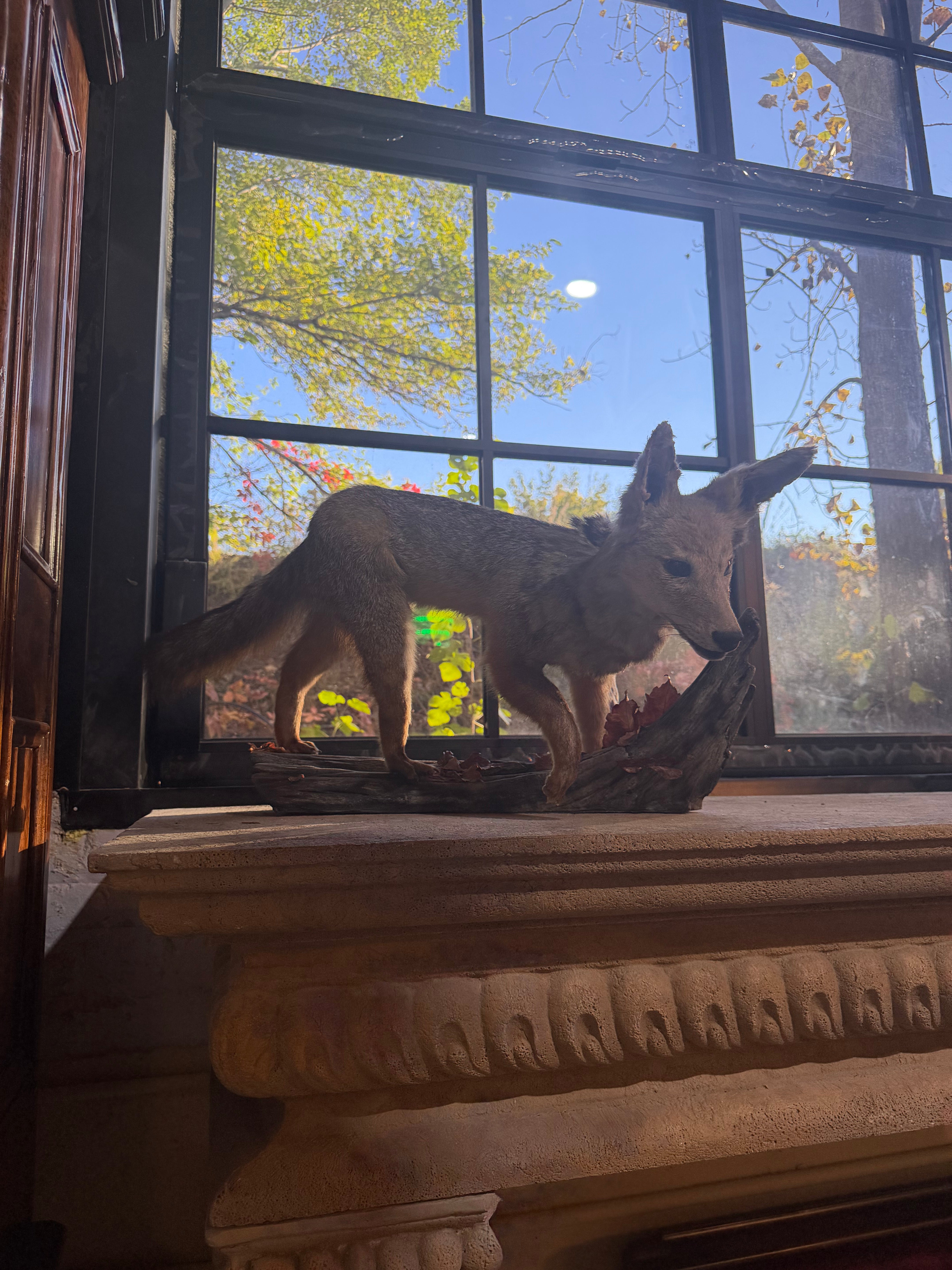 Antique Full Red Fox Taxidermy