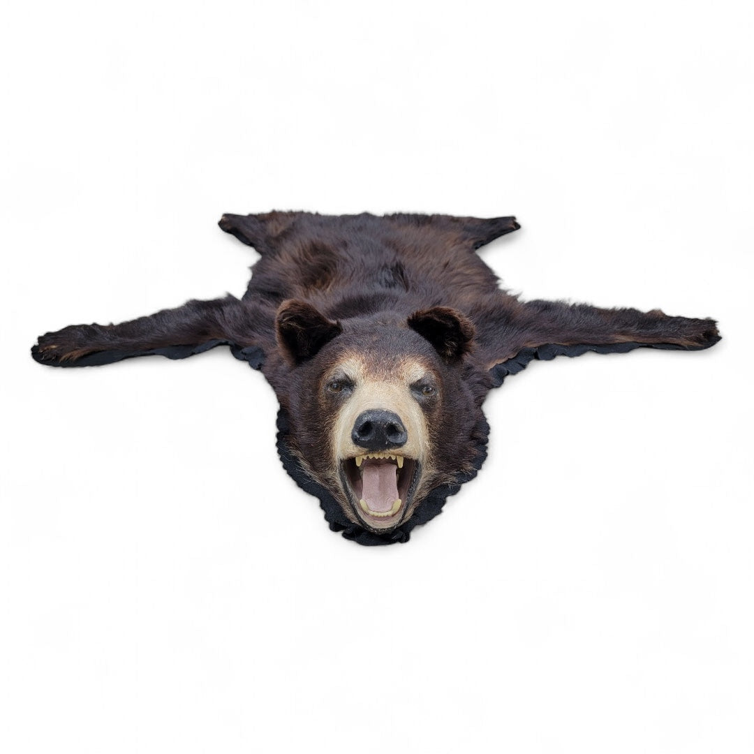 Vintage Taxidermy Black Bear Rug