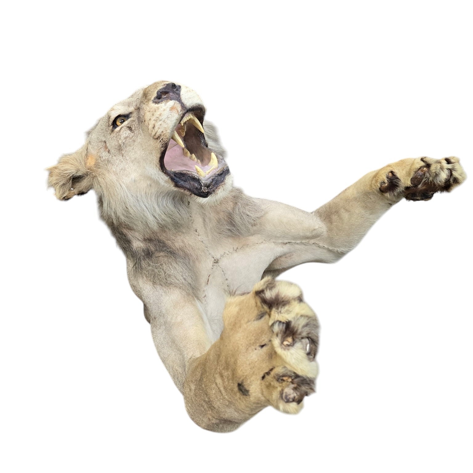 Vintage African Lion Half-Body Wall Mount