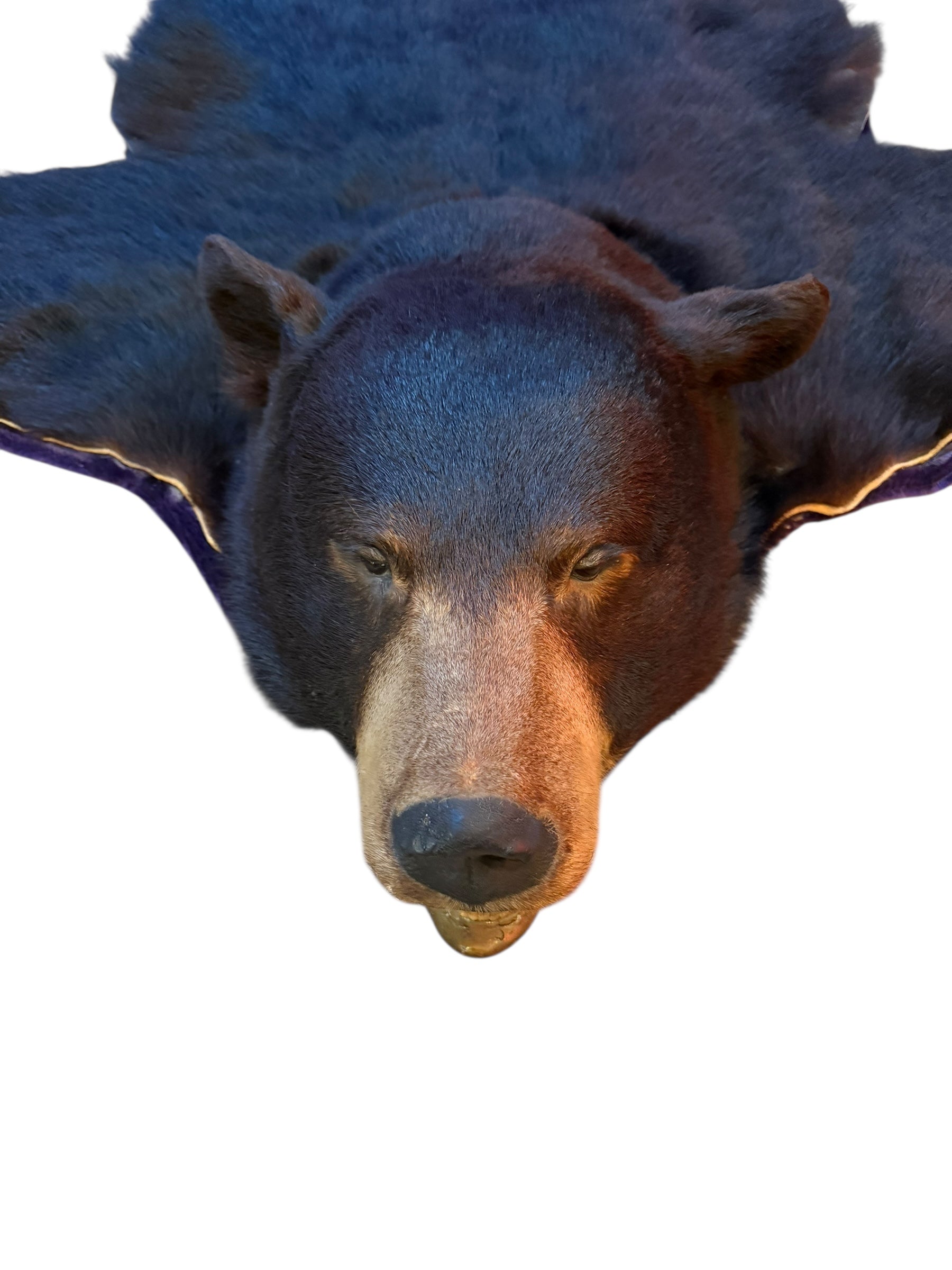 Vintage Taxidermy Bear Rug