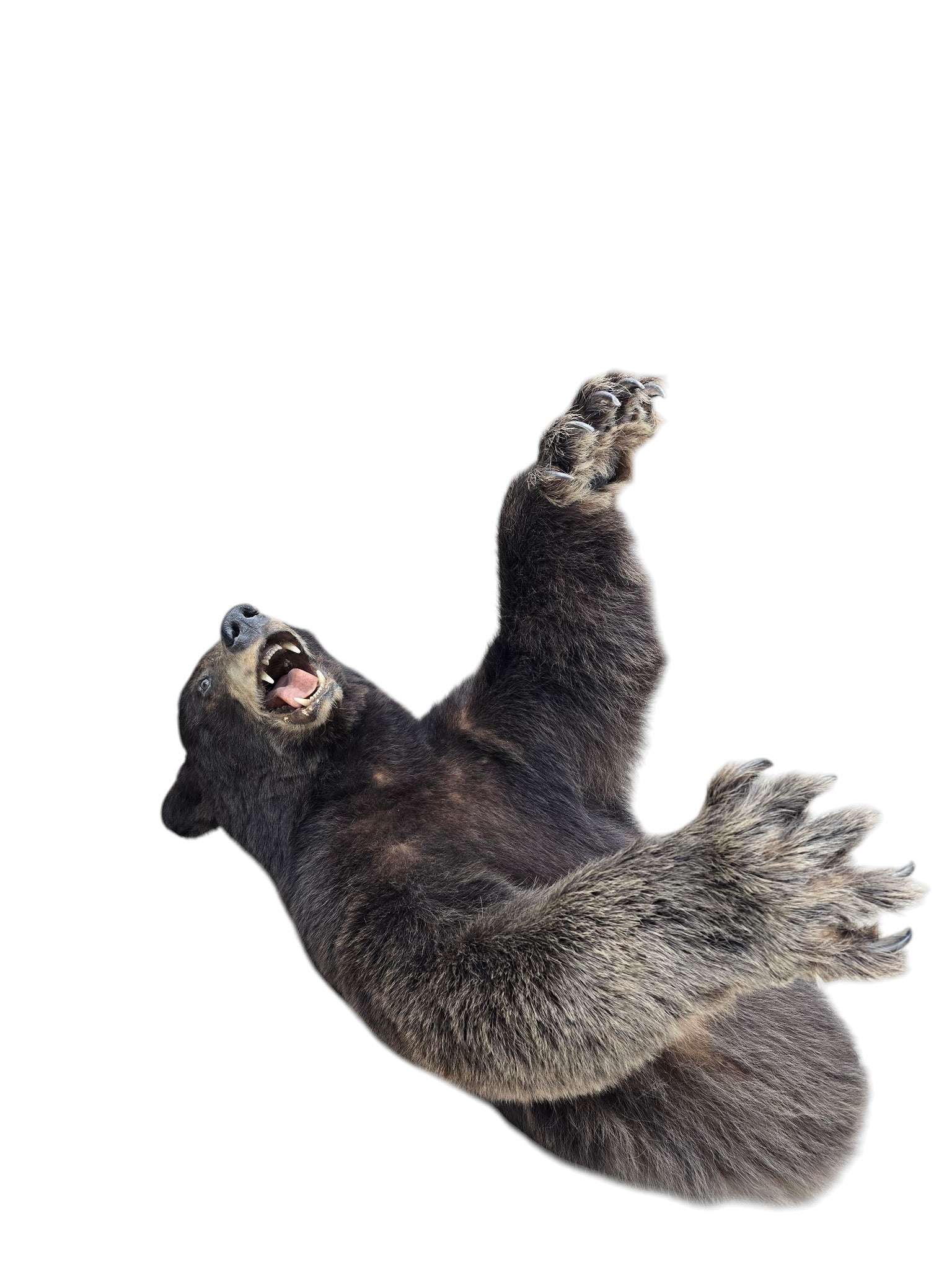 Vintage Taxidermy Bear
