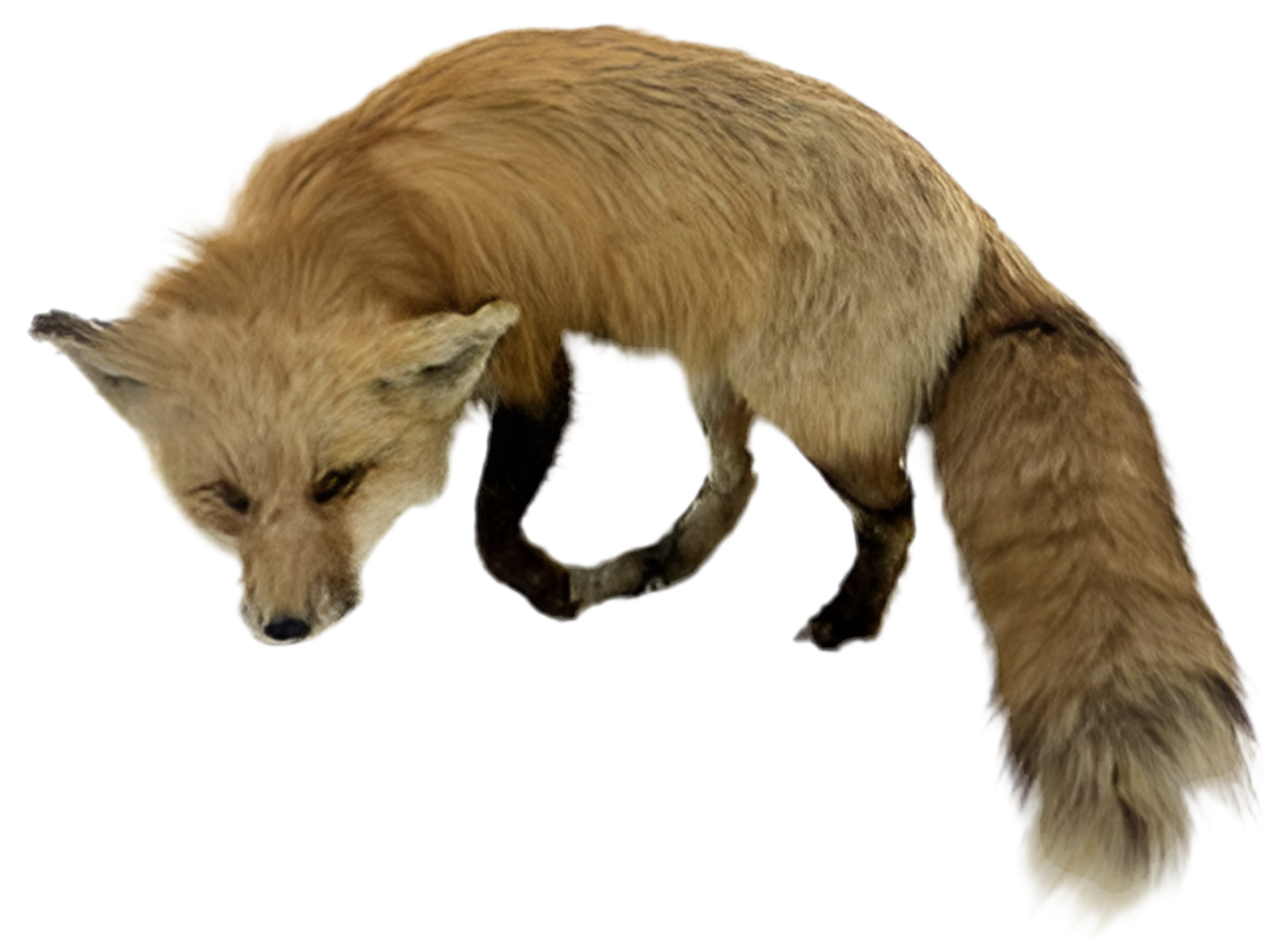 Antique Full Red Fox Taxidermy