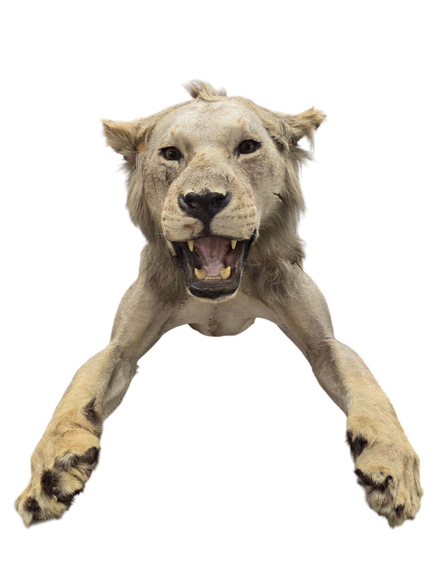 Vintage African Lion Half-Body Wall Mount