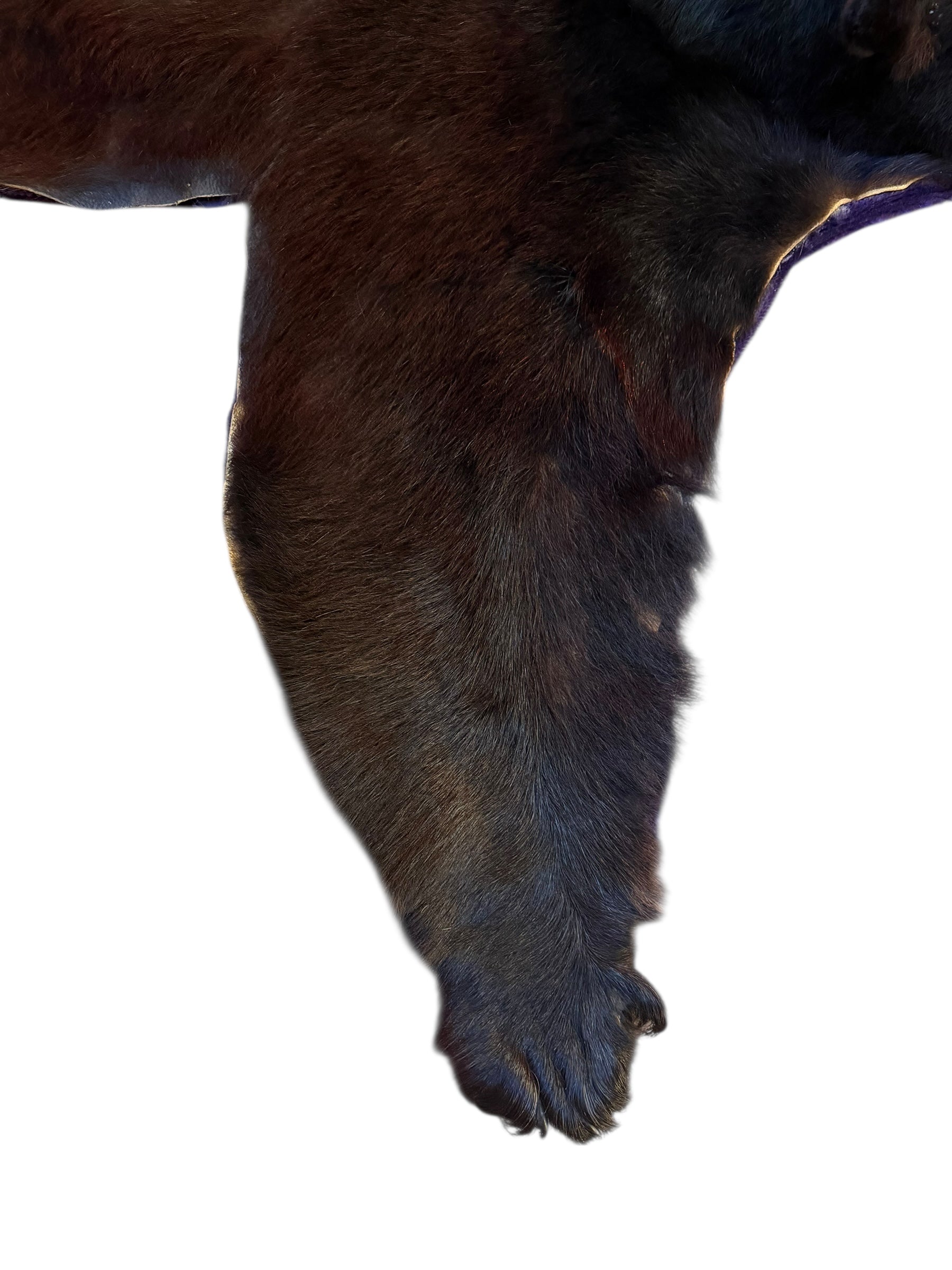 Vintage Taxidermy Bear Rug