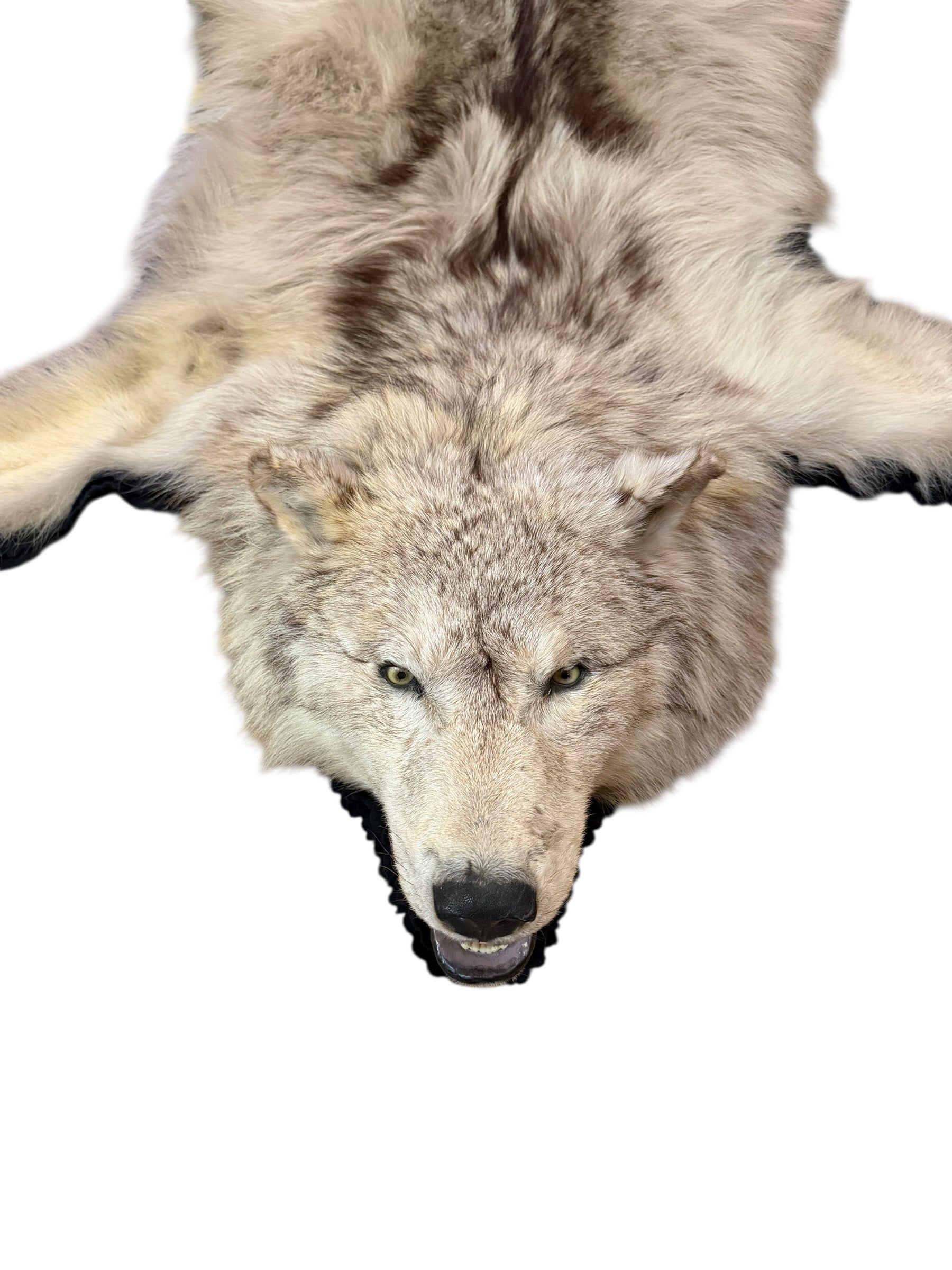 Antique Taxidermy Timber Wolf Rug