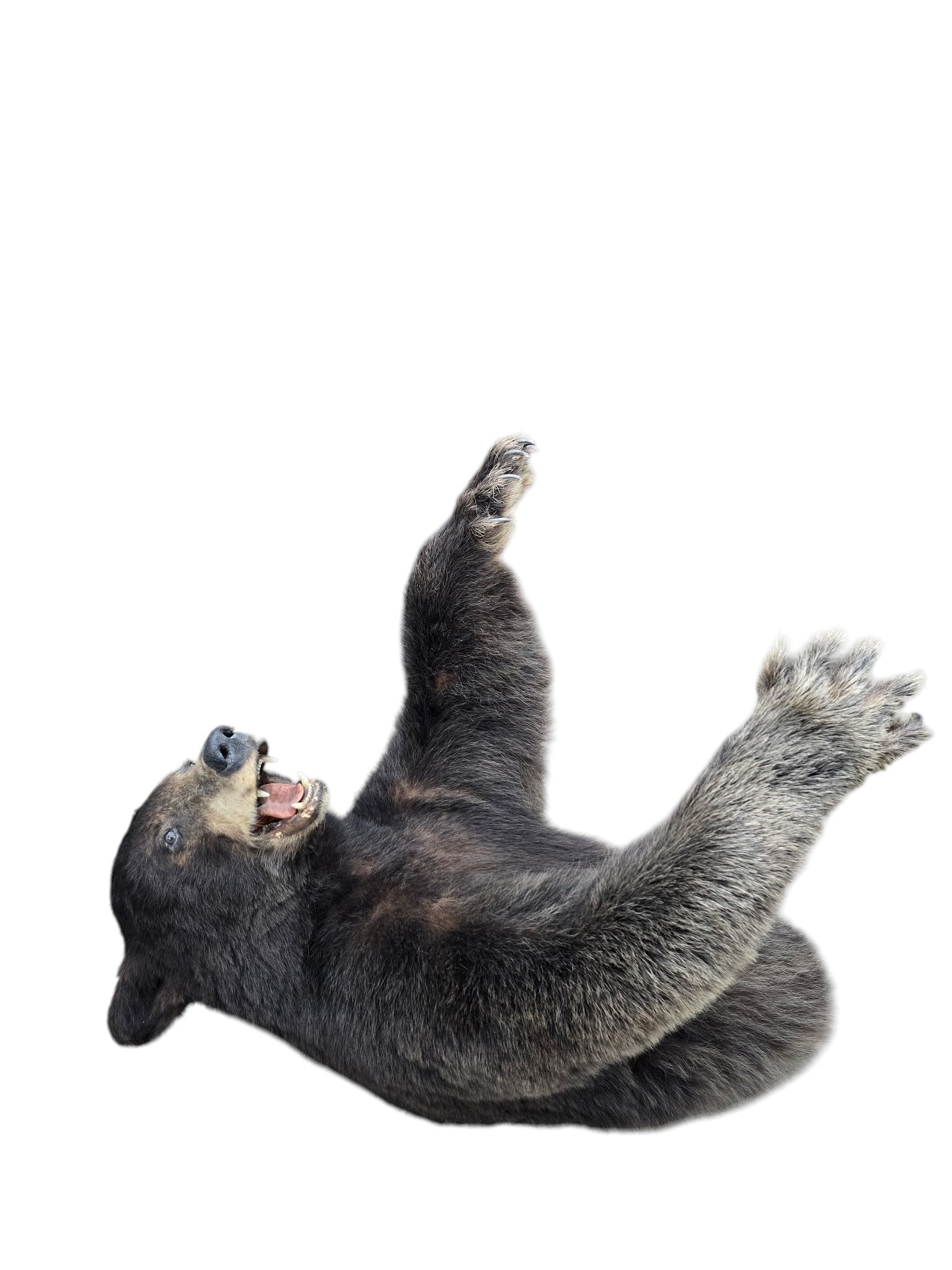 Vintage Taxidermy Bear