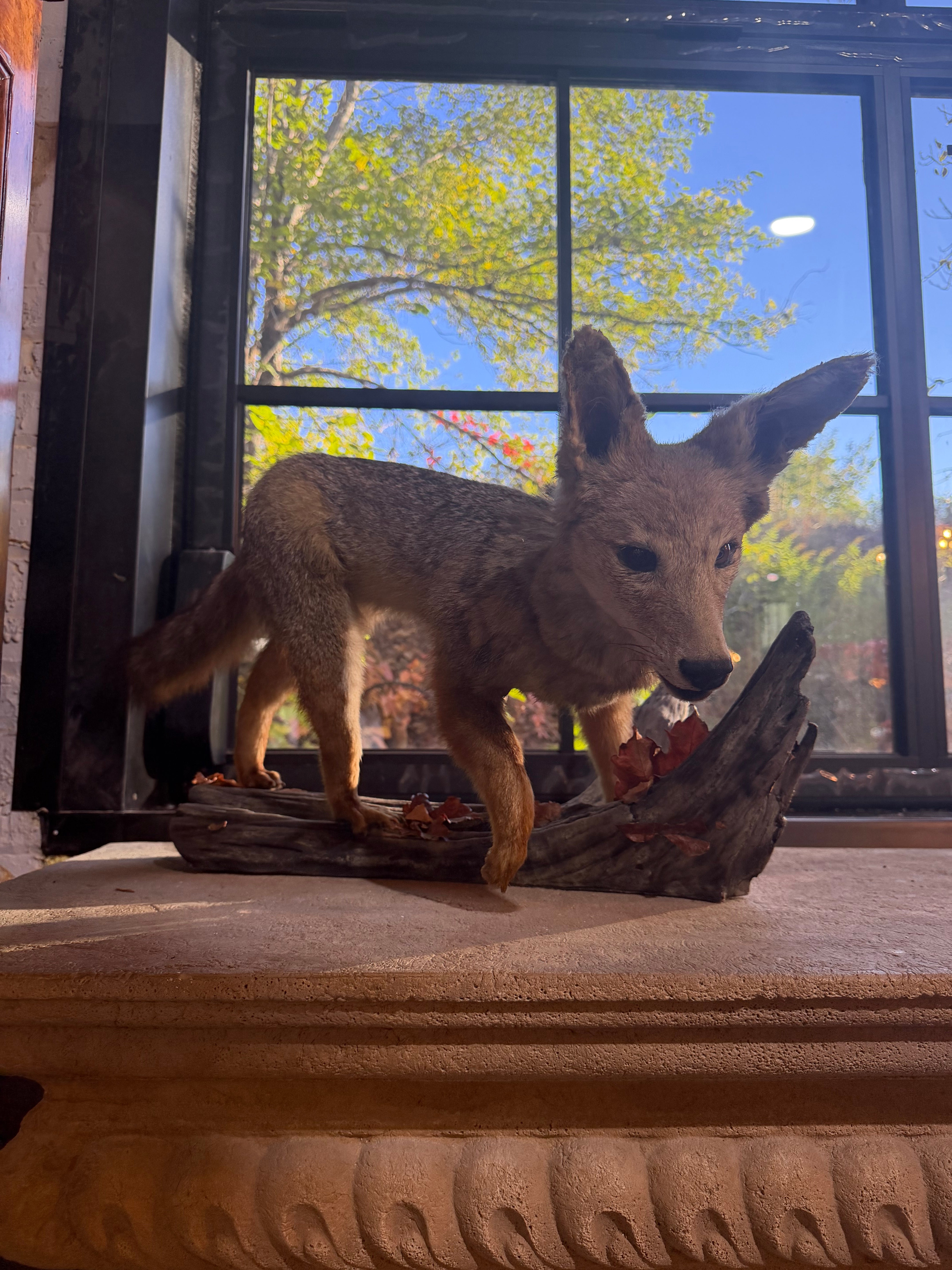 Antique Full Red Fox Taxidermy