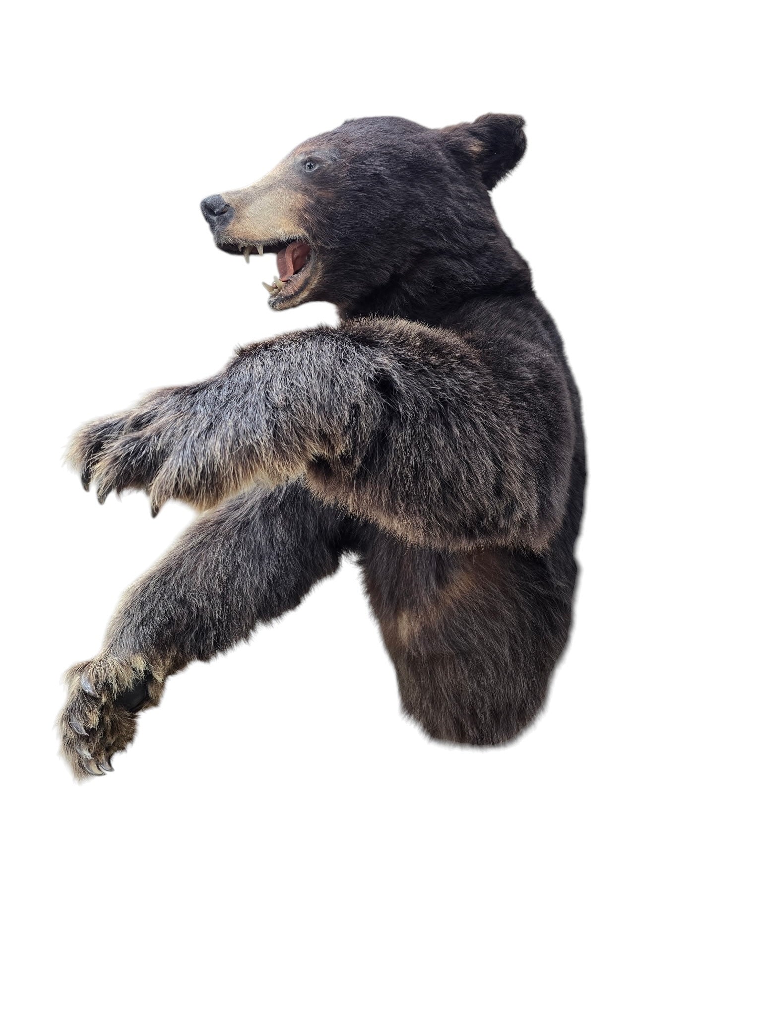 Vintage Taxidermy Bear