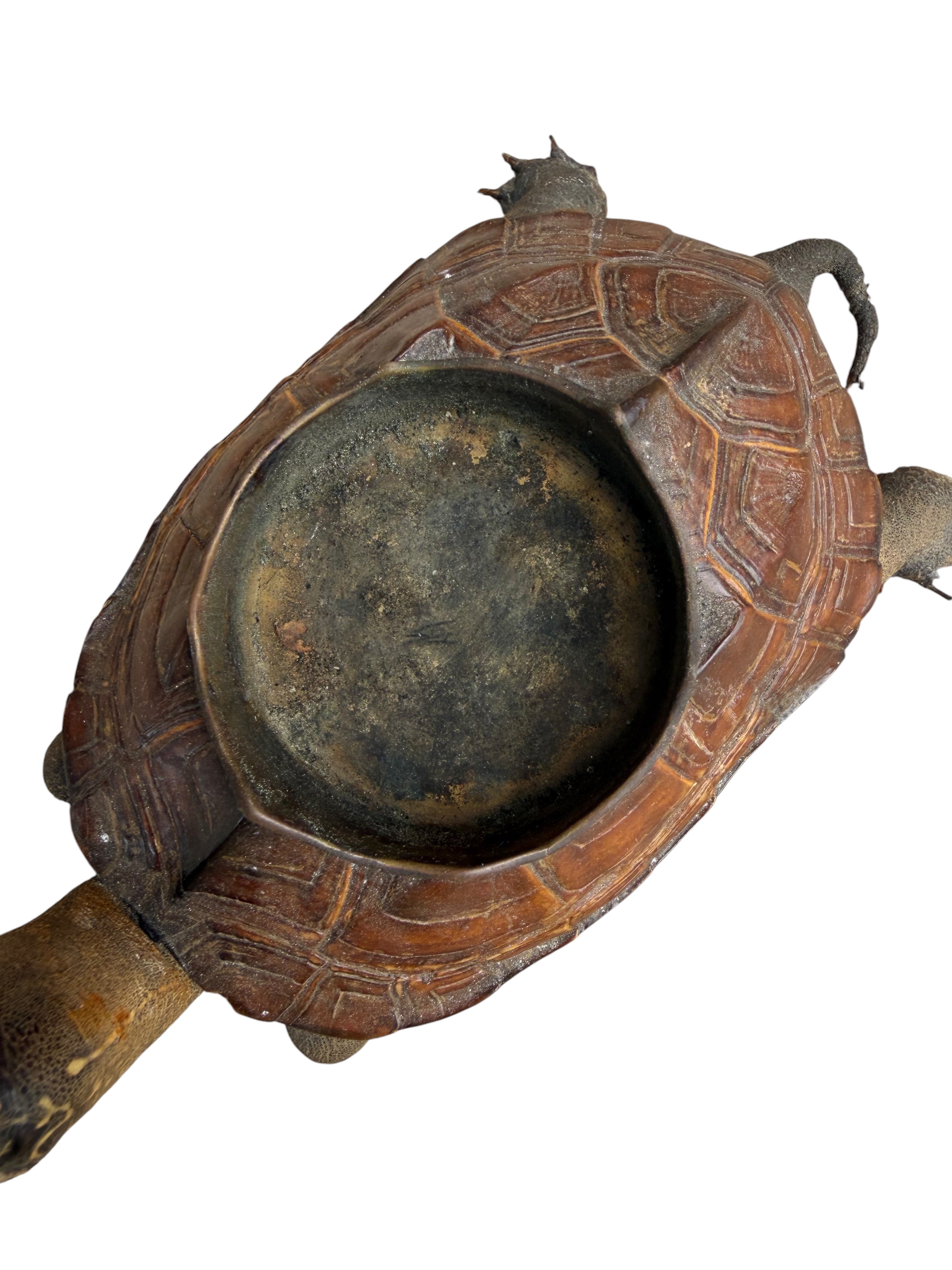 Antique Taxidermy Tortoise Shell Ashtray