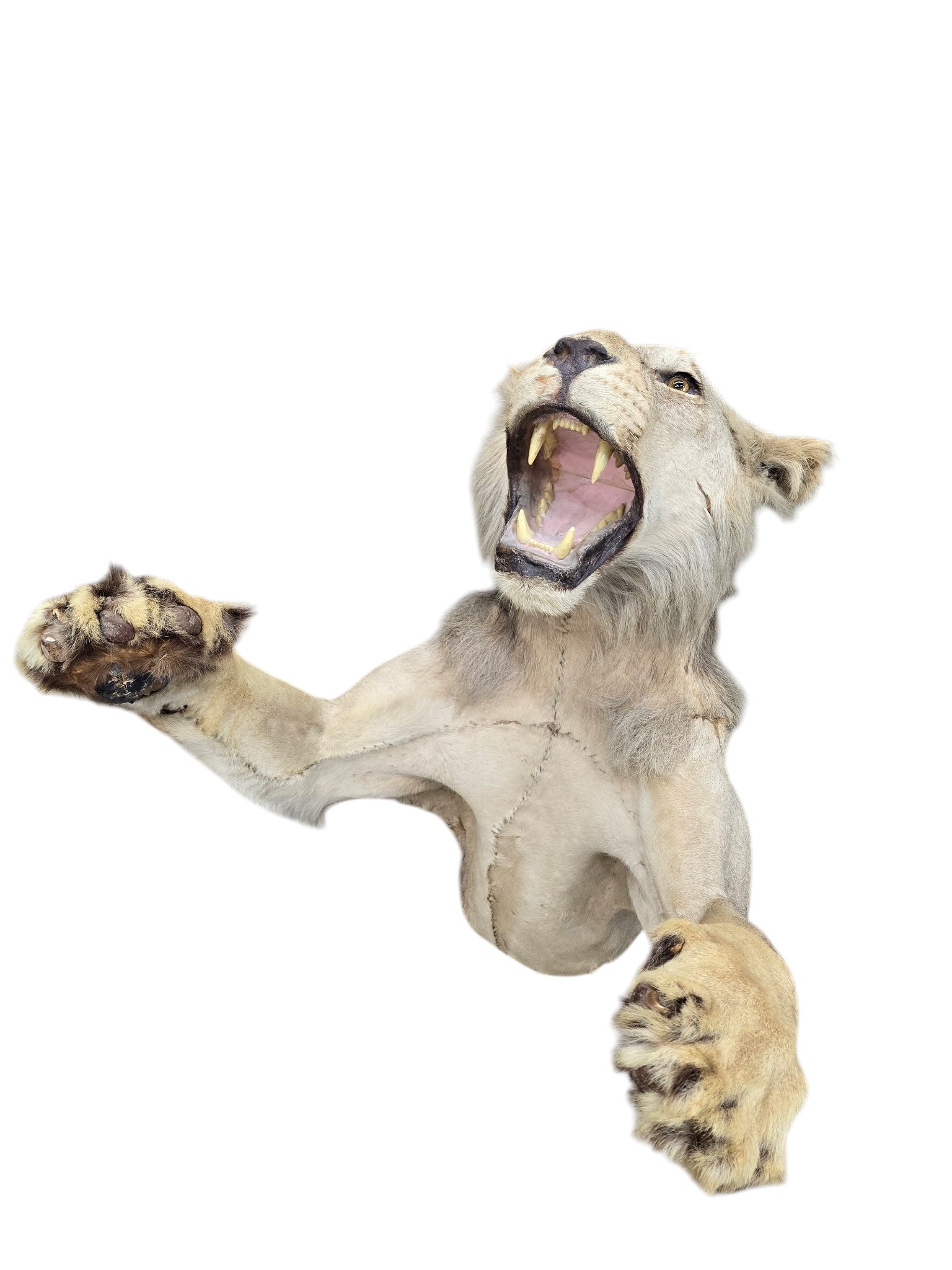 Vintage African Lion Half-Body Wall Mount
